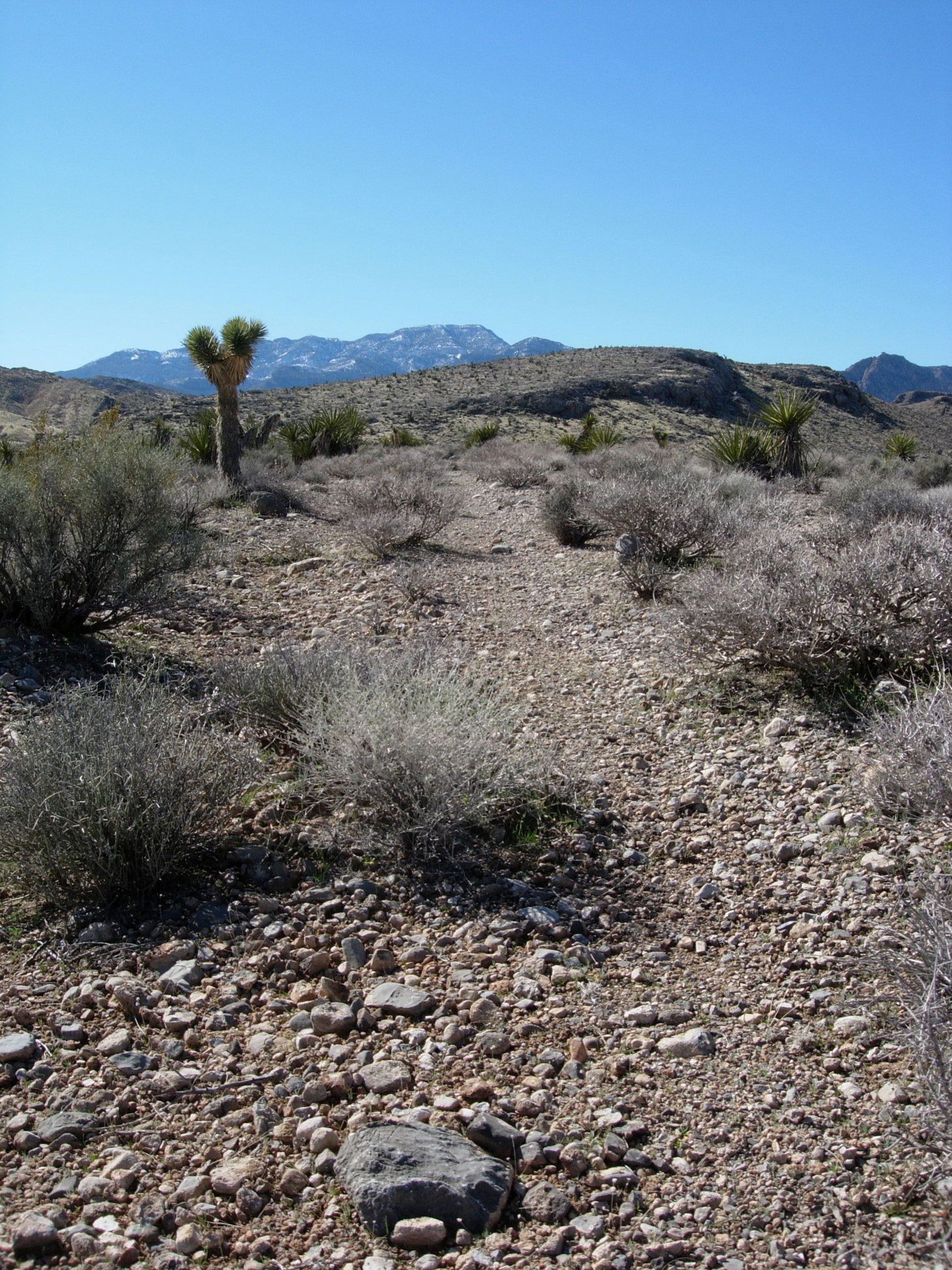 rocky trail through desert with yucca, mountain in the background