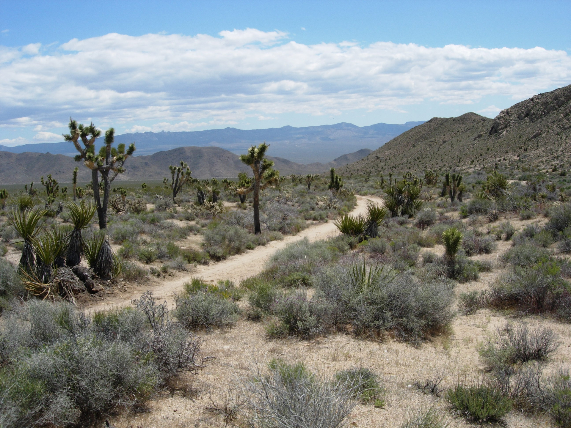 trail through desert scrub with Joshua trees, mountains in the distance, puffy clouds