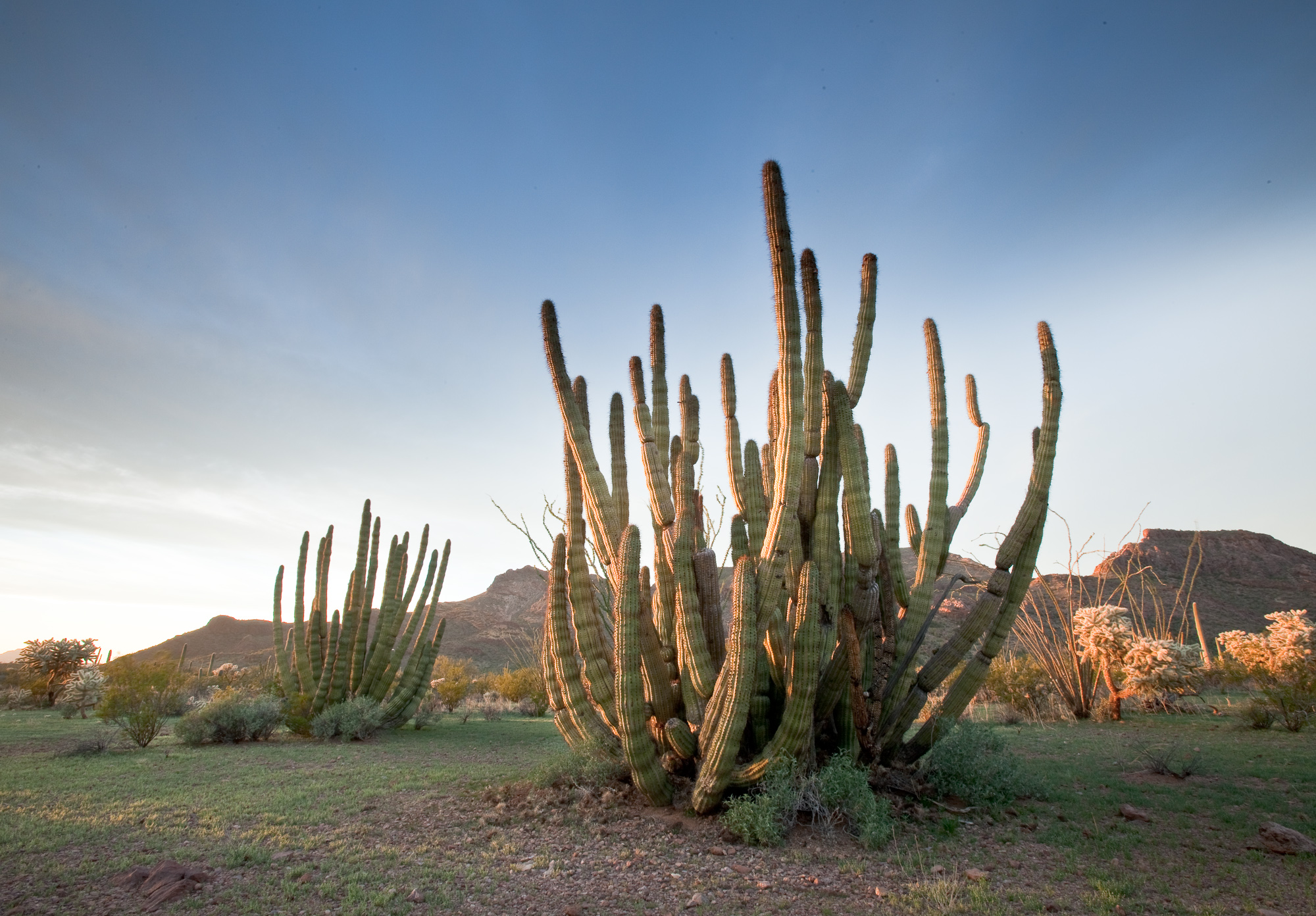 sun setting on a green organ pipe cactus