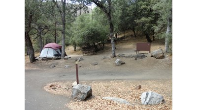 A tent set up beneath oak trees