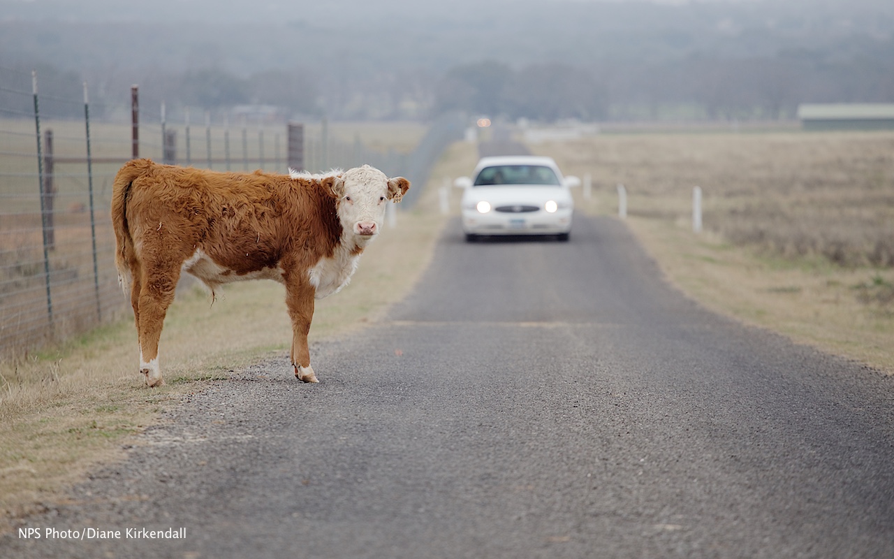 A brown and white Hereford calf stands alongside the road as a car approaches from behind.