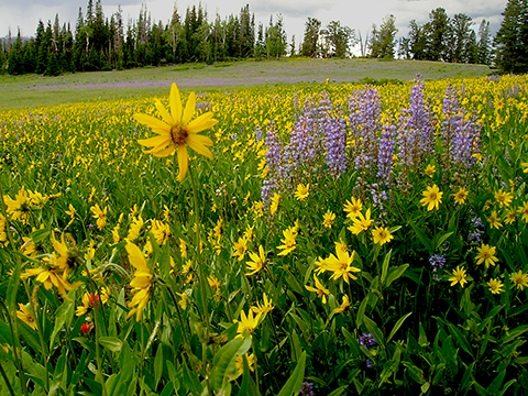 Meadow of wildflowers.