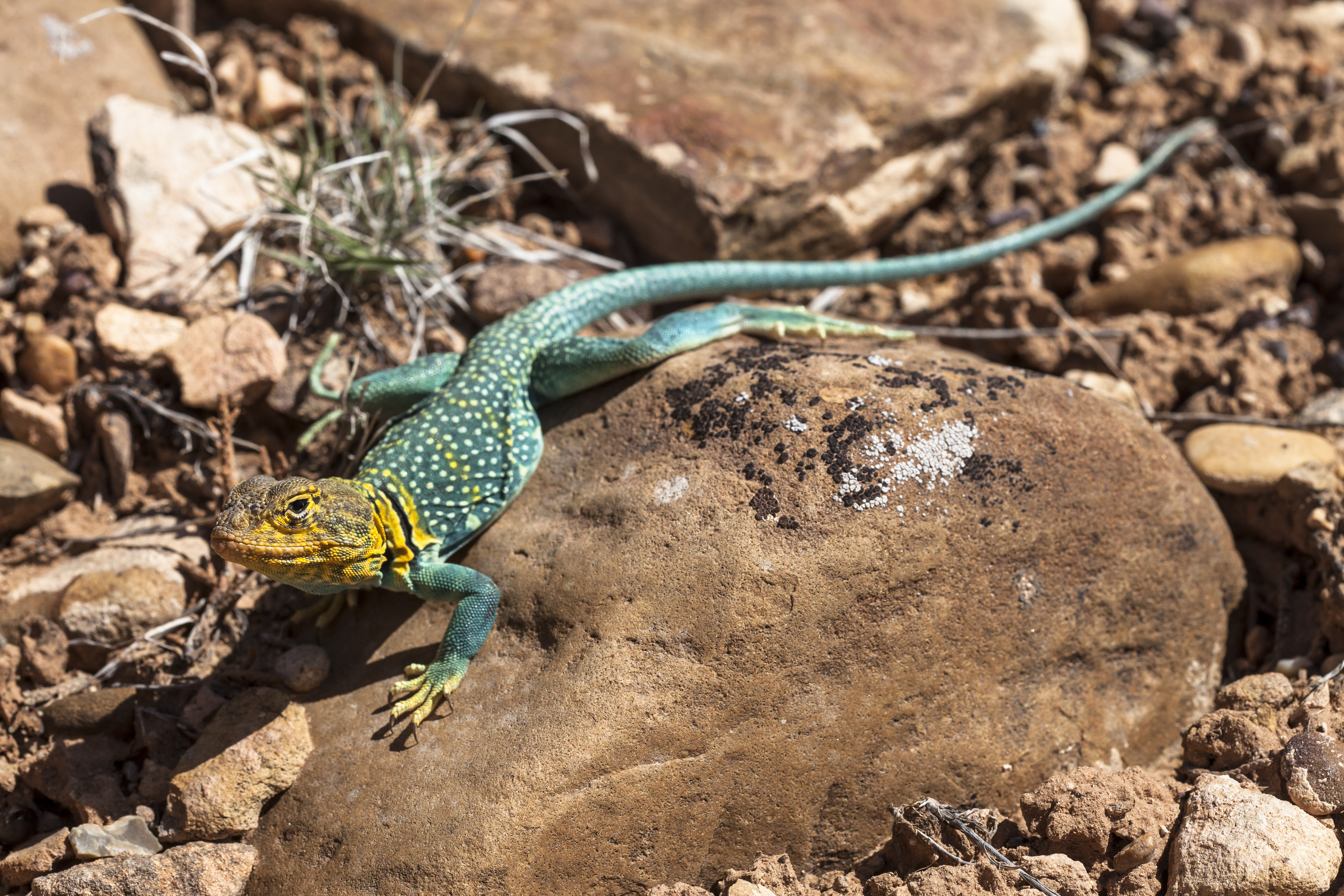 a green lizard with yellow head, yellow spots and black collar