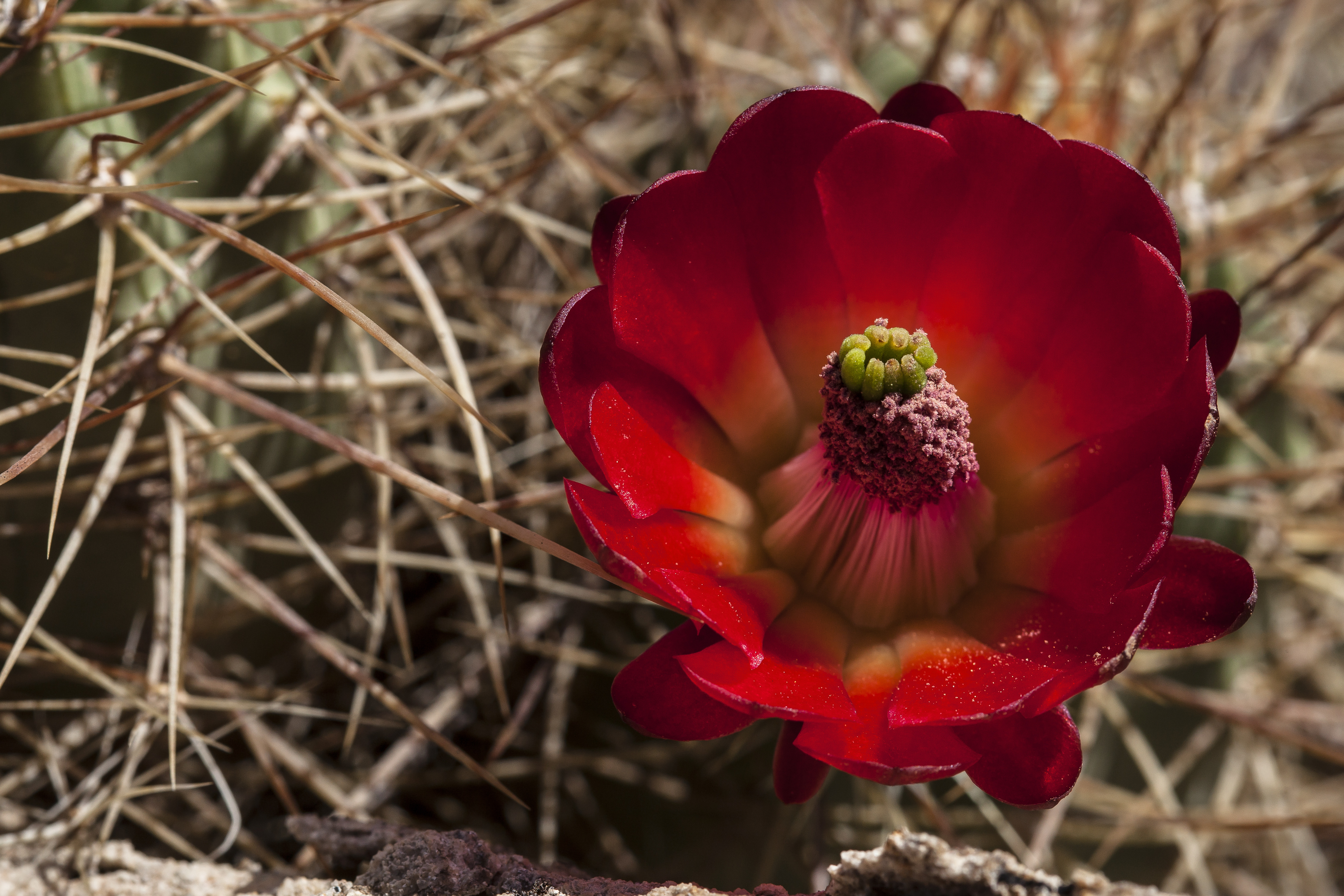 a bright red cactus flower