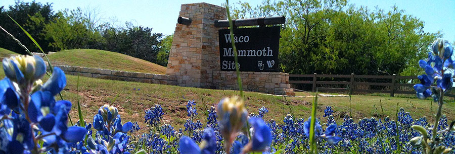 Entrance sign to Waco Mammoth with bluebonnets in foreground.