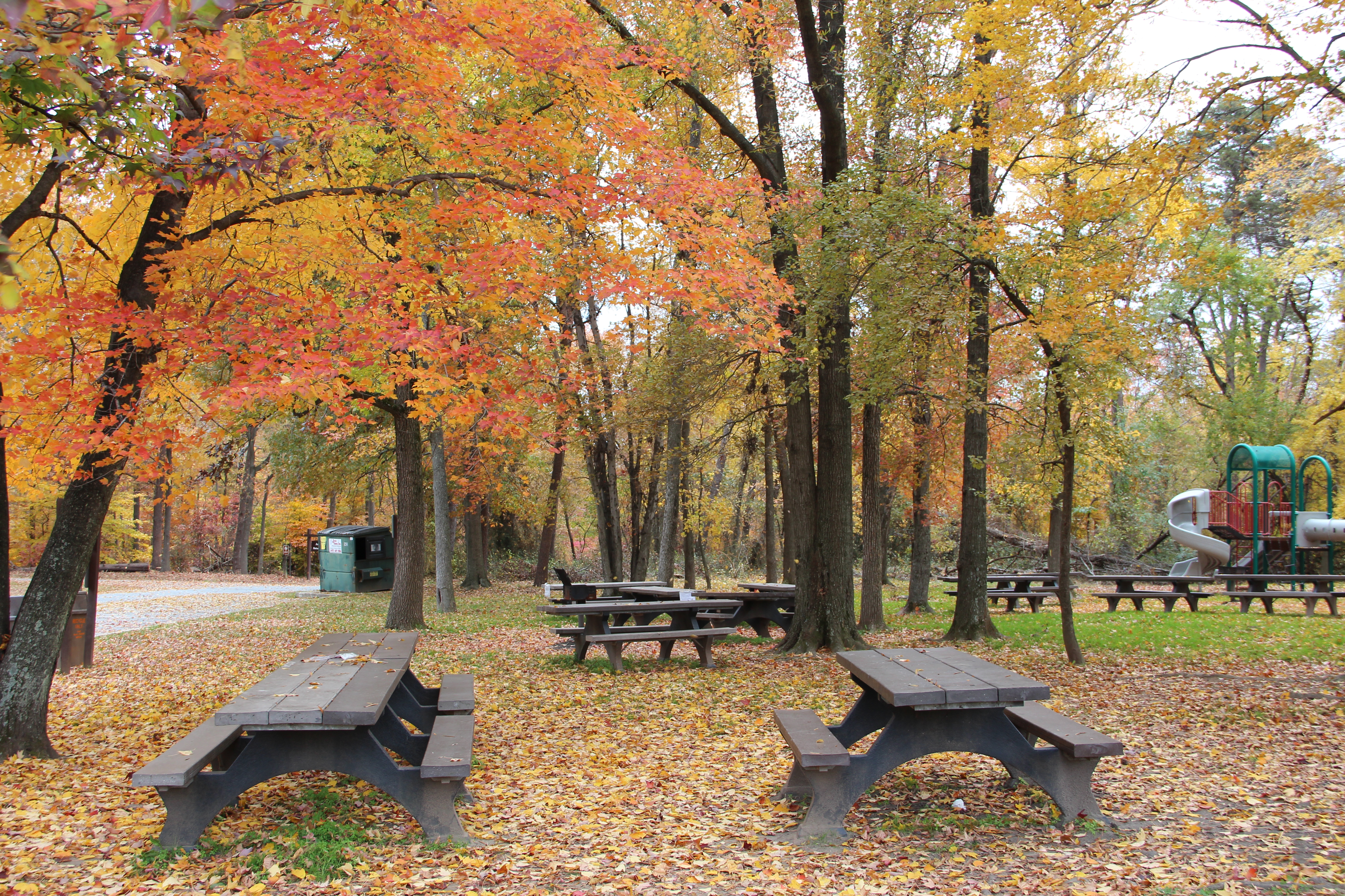 Fall Colors in the Sweetgum Picnic Area, Greenbelt Park, Maryland
