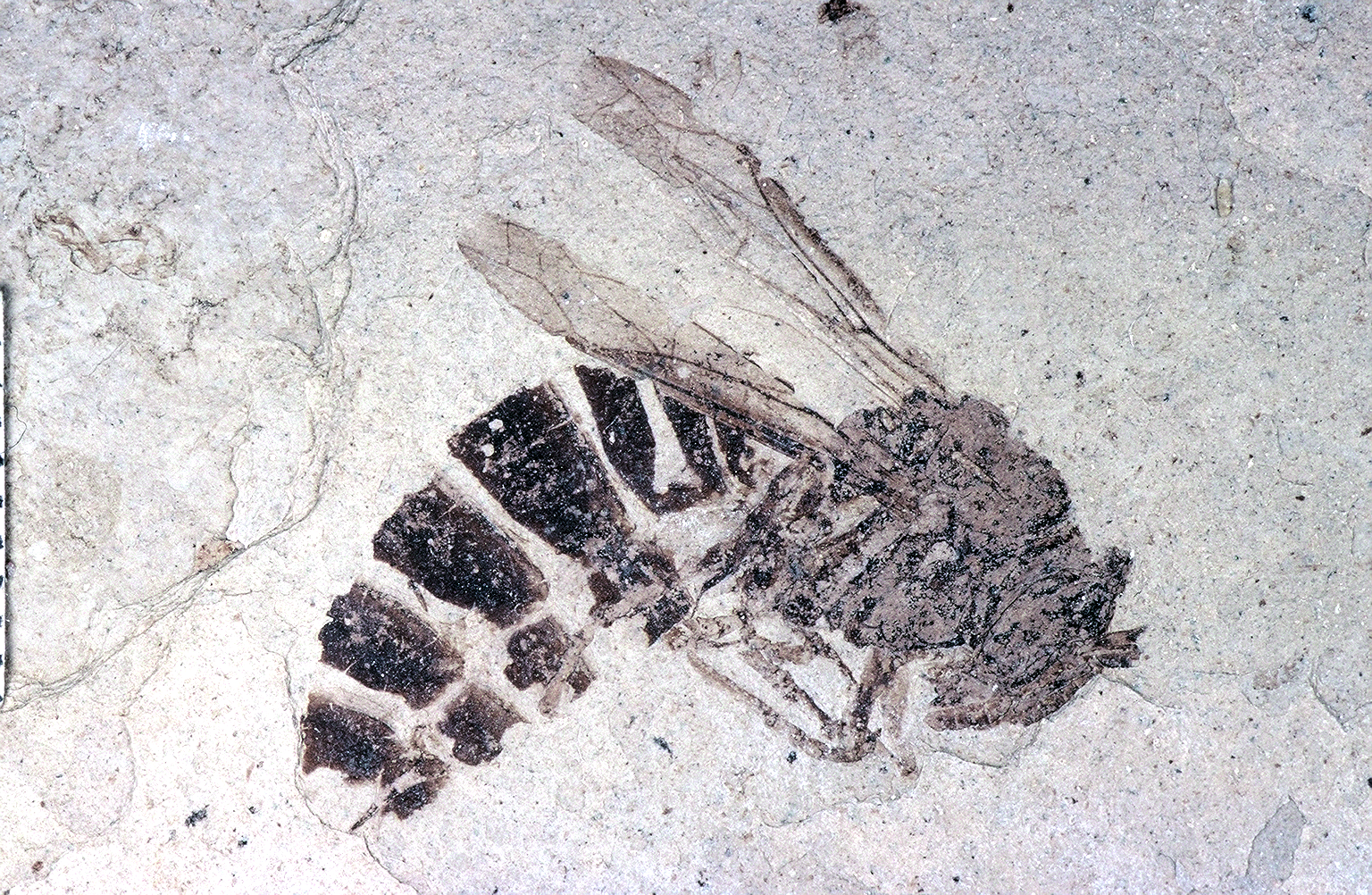 palaeovespa, ancient wasp