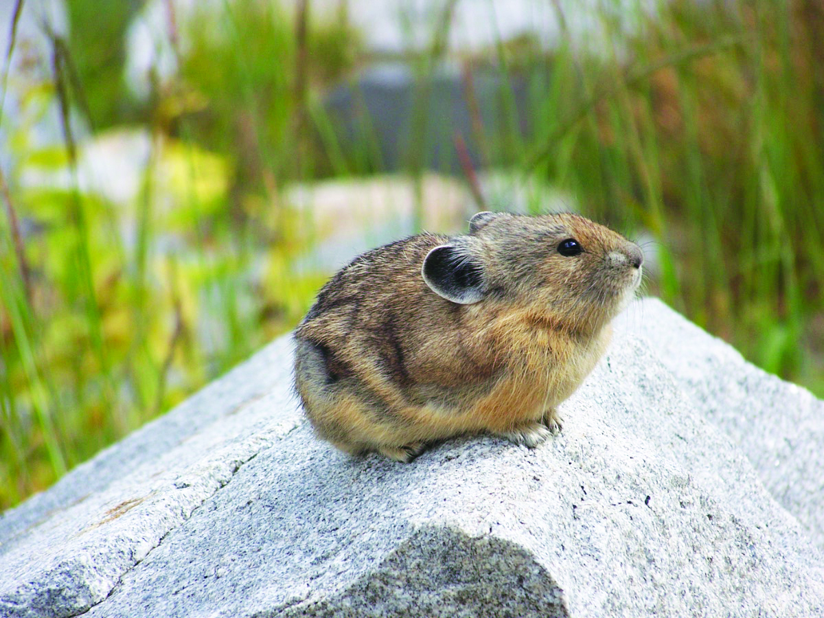 American Pika perched on a granite boulder