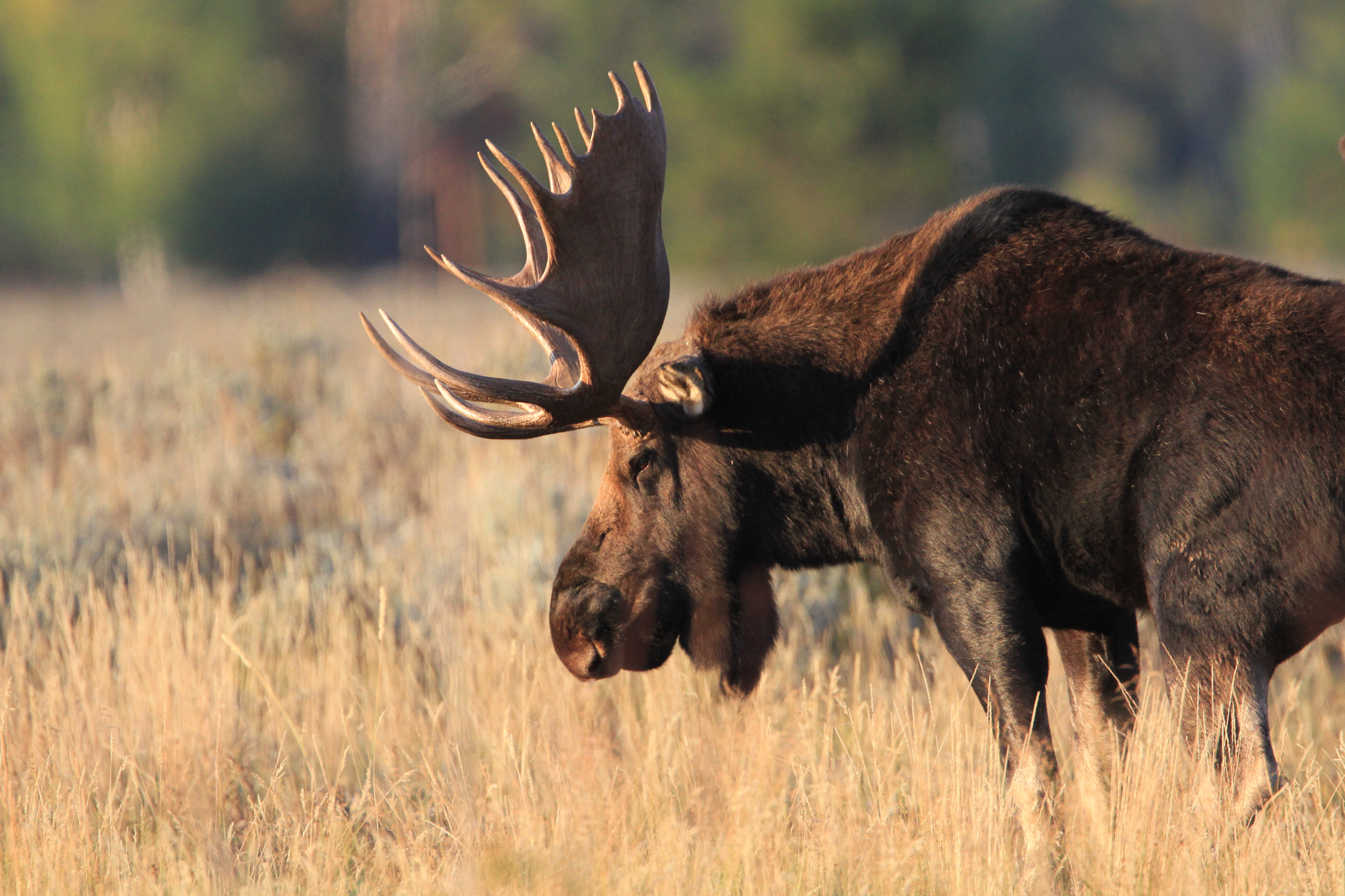 Bull moose with large antlers walking through fall grasses