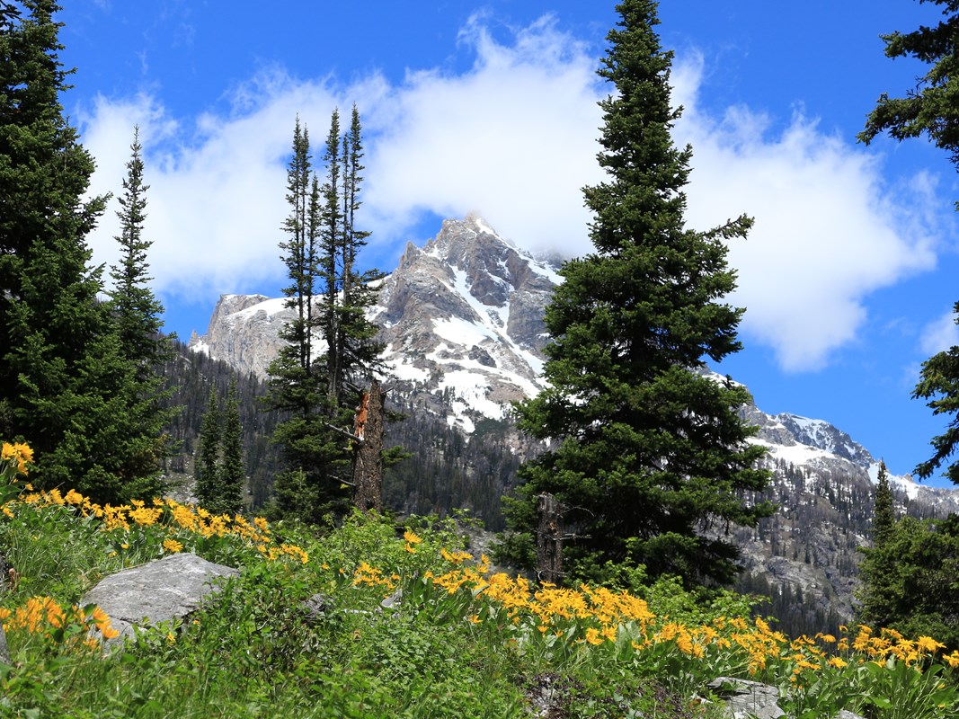 yellow arrowleaf balsamroot blooms with Teewinot Peak towering beyond