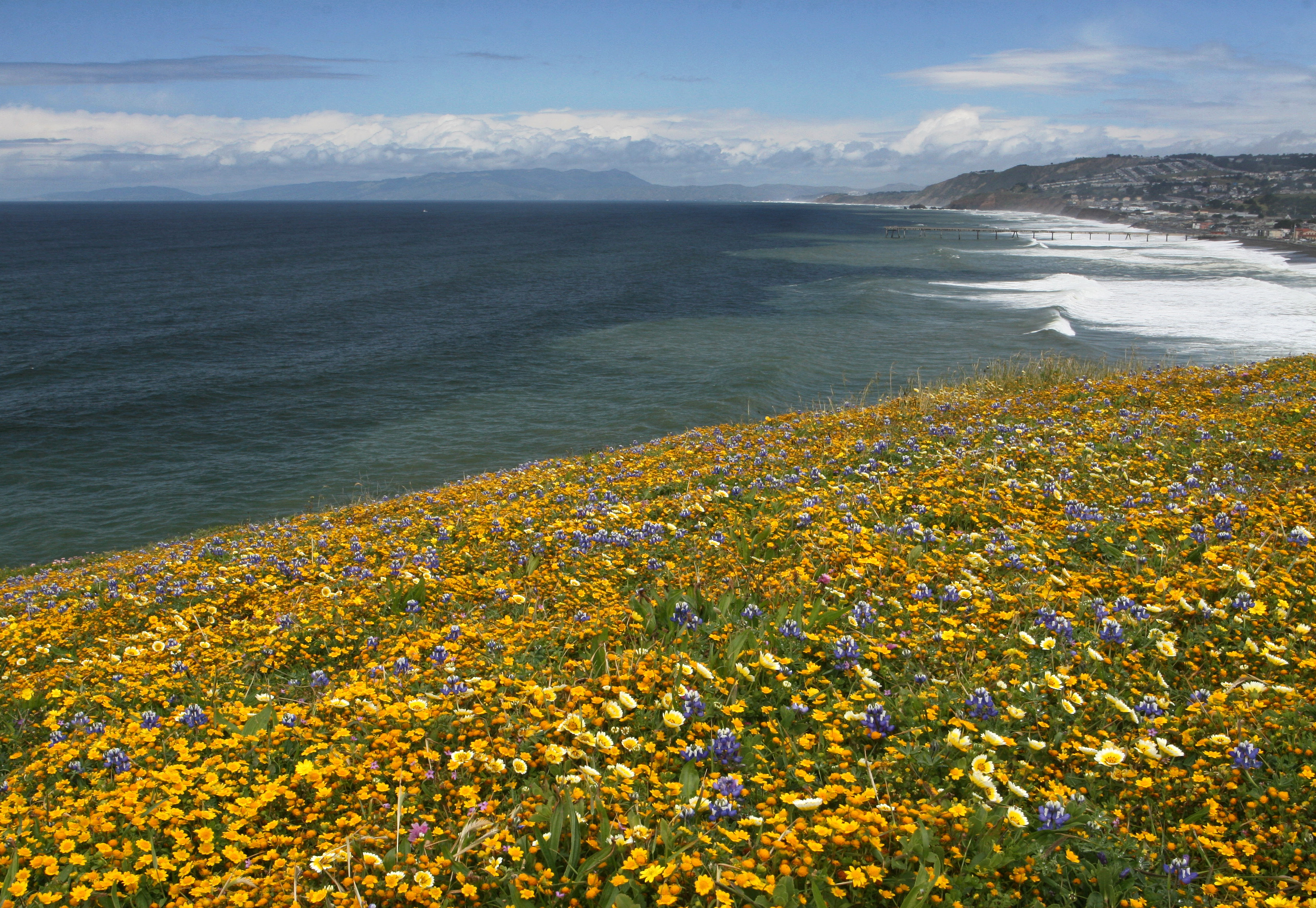 Mori Point view north with yellow an blue flowers, the blue-green Pacific Ocean and Mt. Tamalpais.