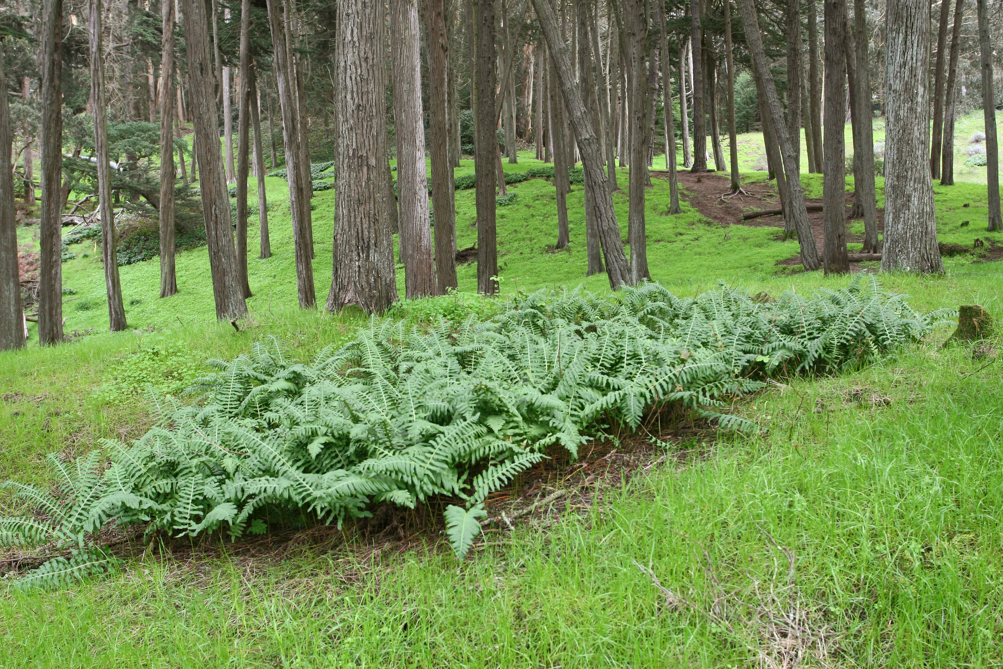 Scattered Monterey Cypress trunks with green grass and fern cover at their bases.
