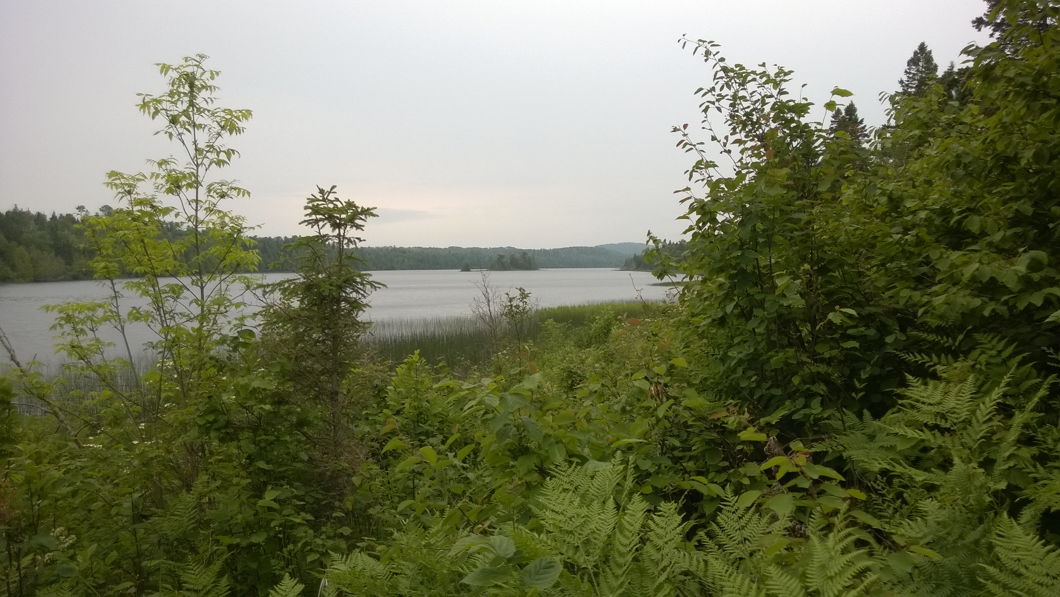 View of aquatic vegetation and trees surrounding Chickenbone Lake.