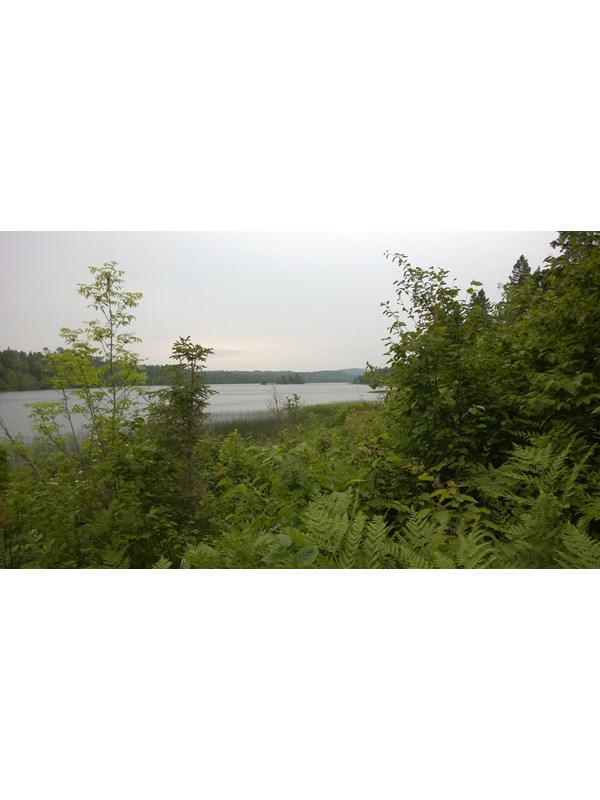 View of aquatic vegetation and trees surrounding Chickenbone Lake.