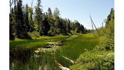 View of marshy Chickenbone Lake area.