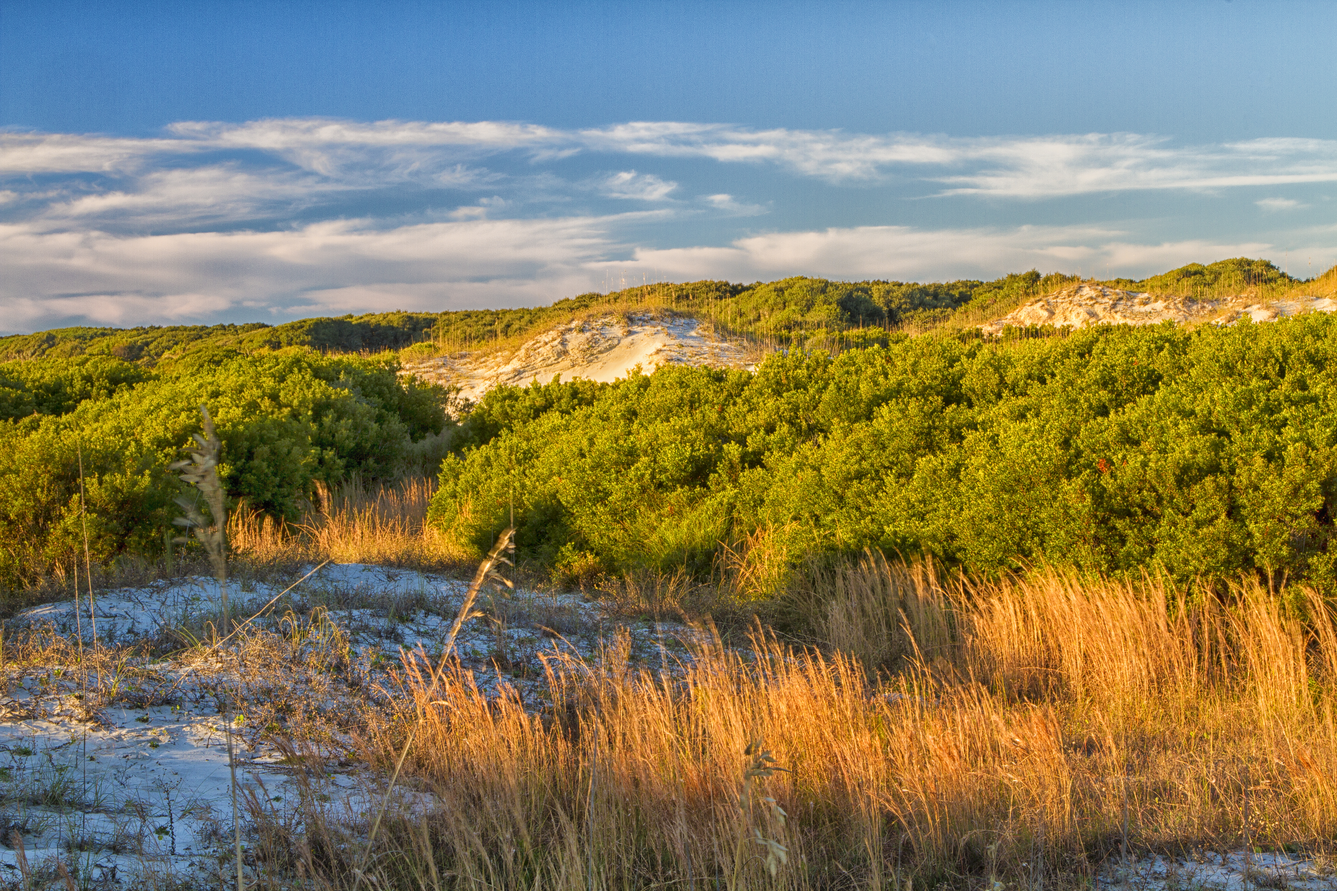 Sand dunes covered with shrubs and grasses