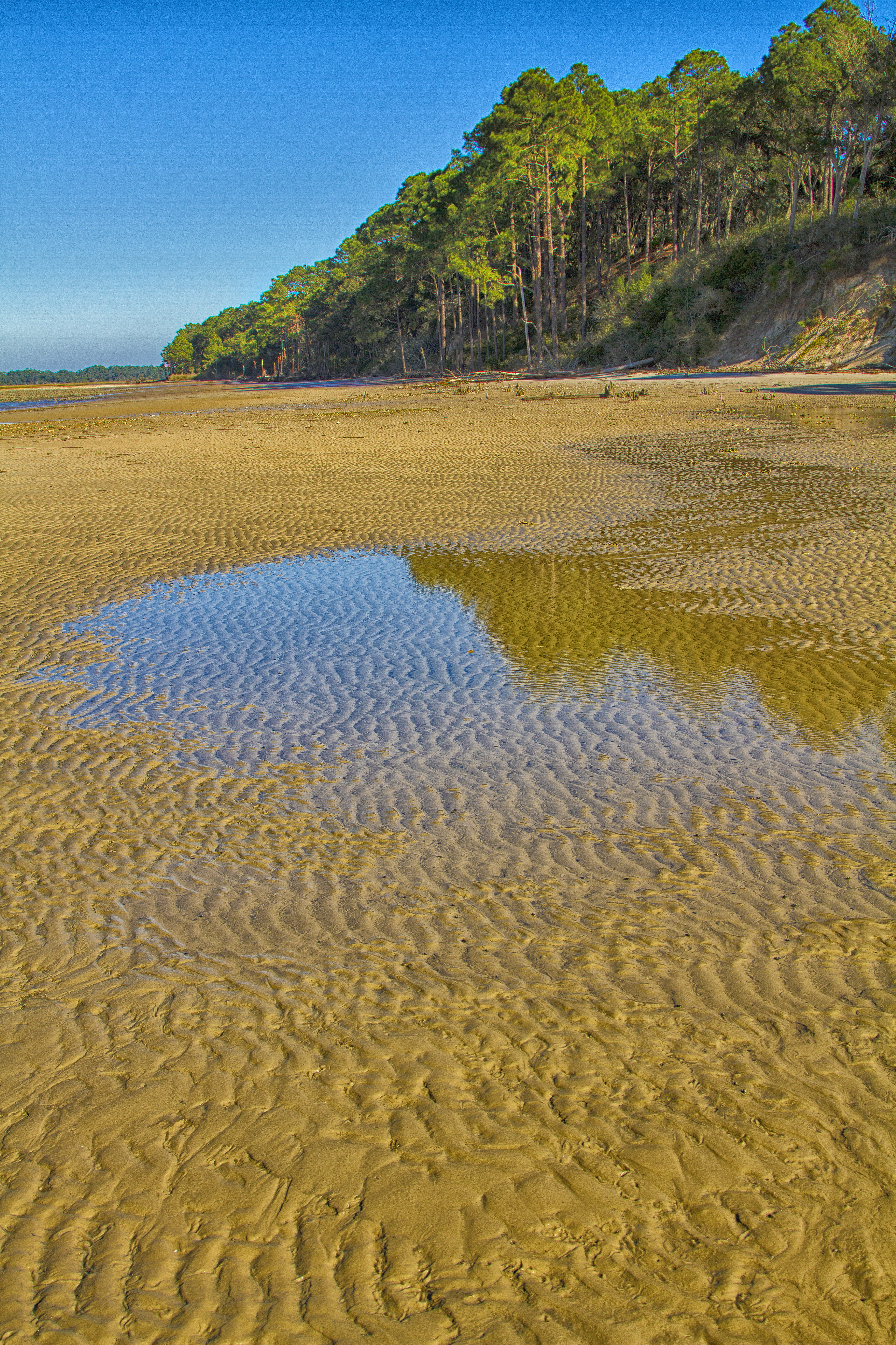 rippled sands of a beach in front of pine tree covered bluffs