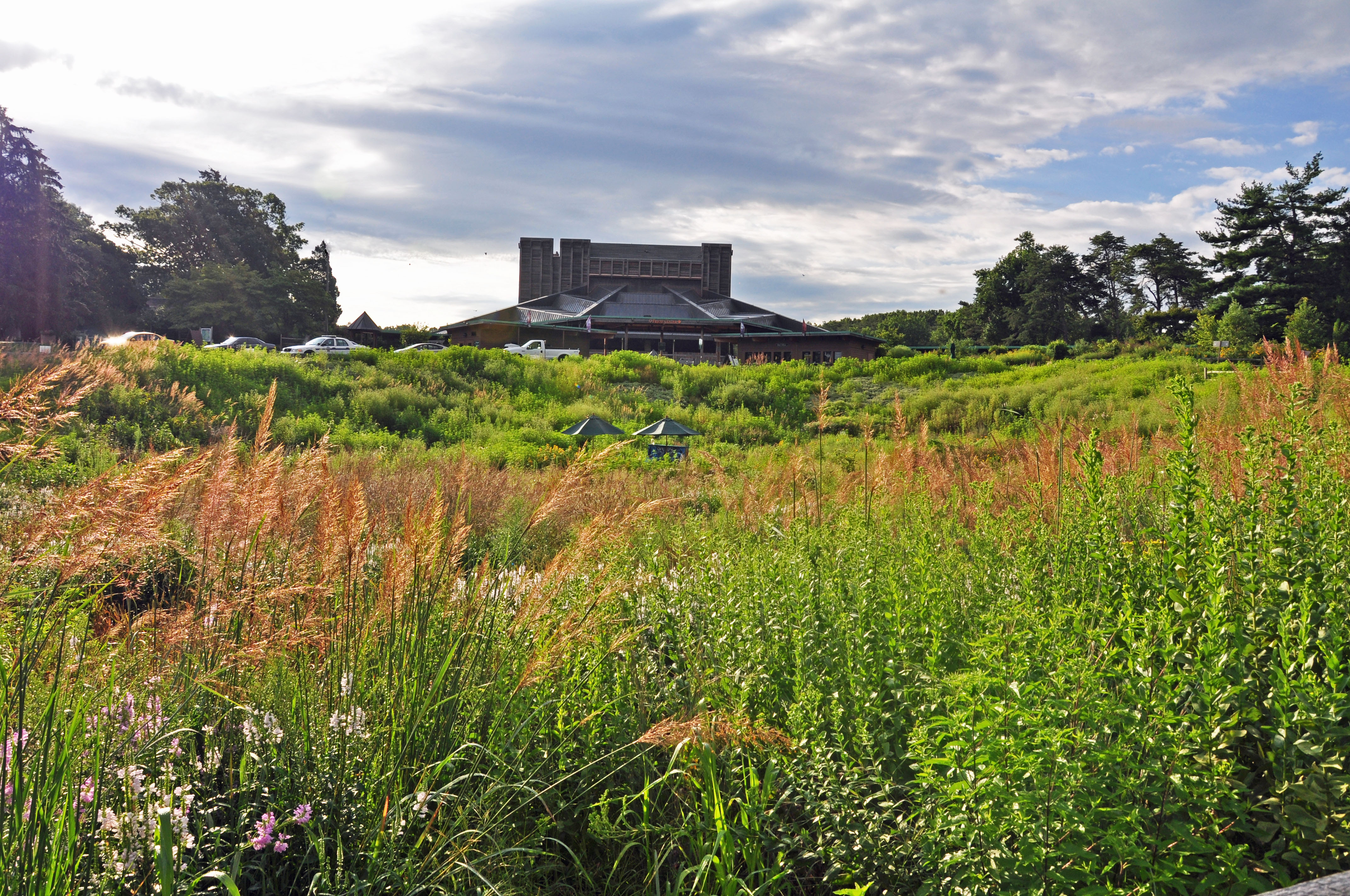 Native garden with the Filene Center in the background