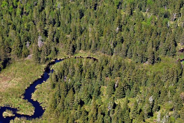 Aerial view of the winding Washington Creek surrounded by a green forest.