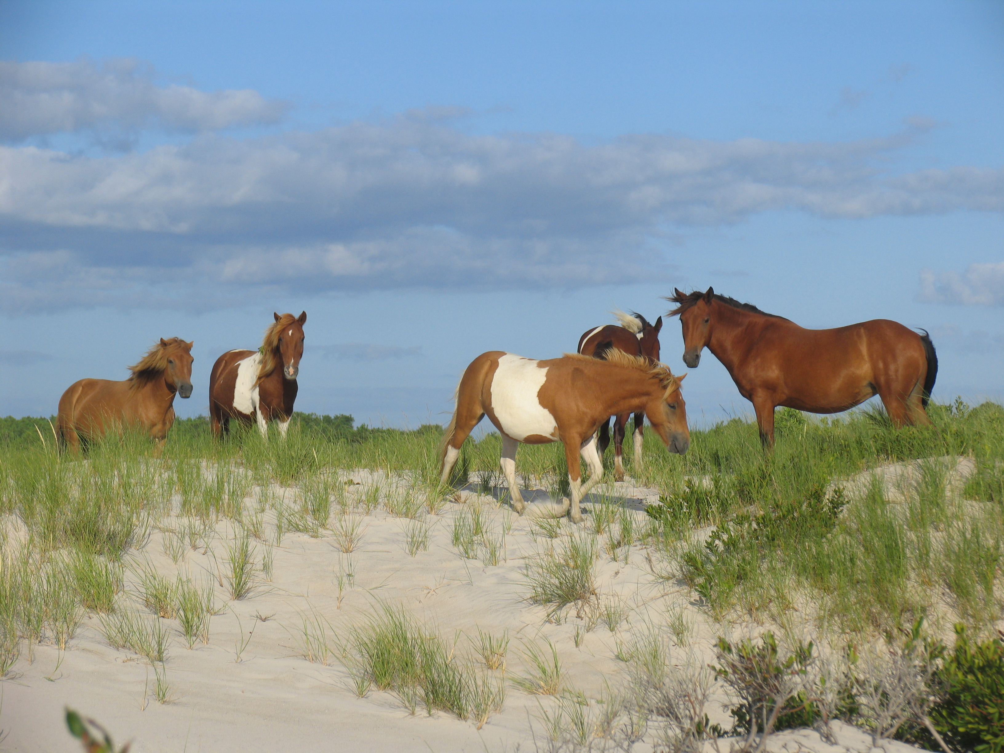 Wild horses on the dunes at Assateague