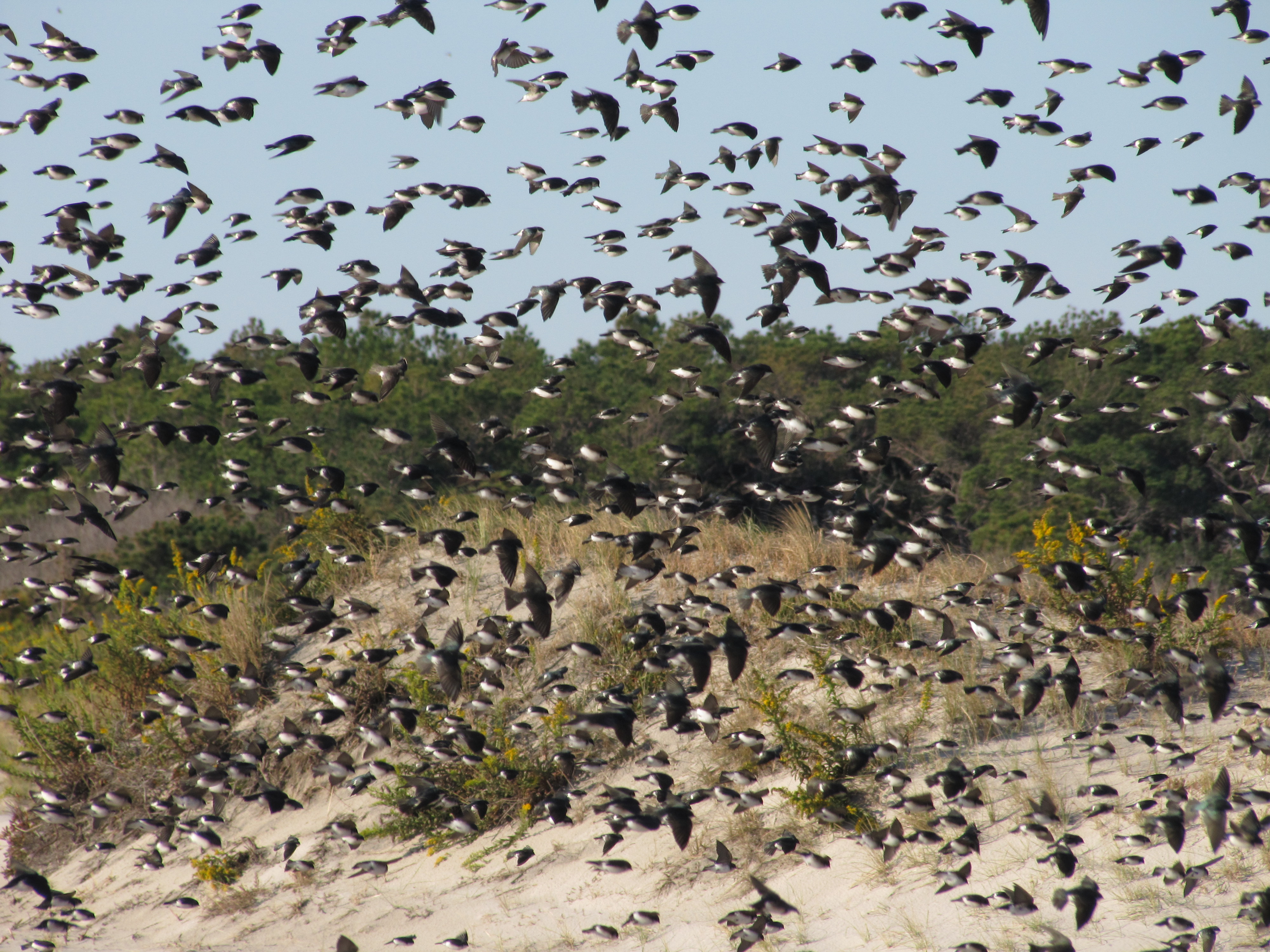 Tree Swallows migrating along the beach at Assateague