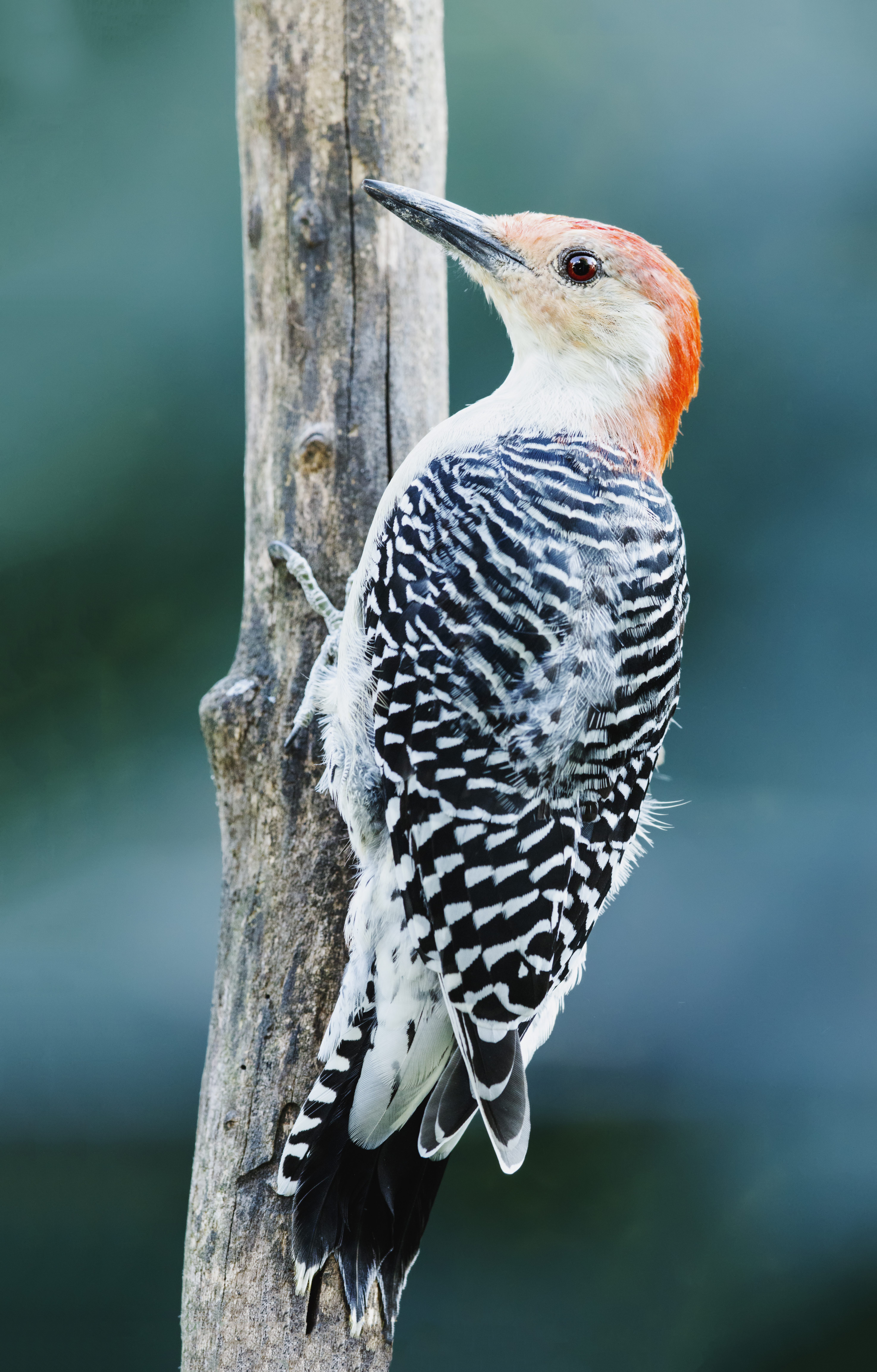 A close up shot of a Red-Bellied Woodpecker with a blurry teal background.