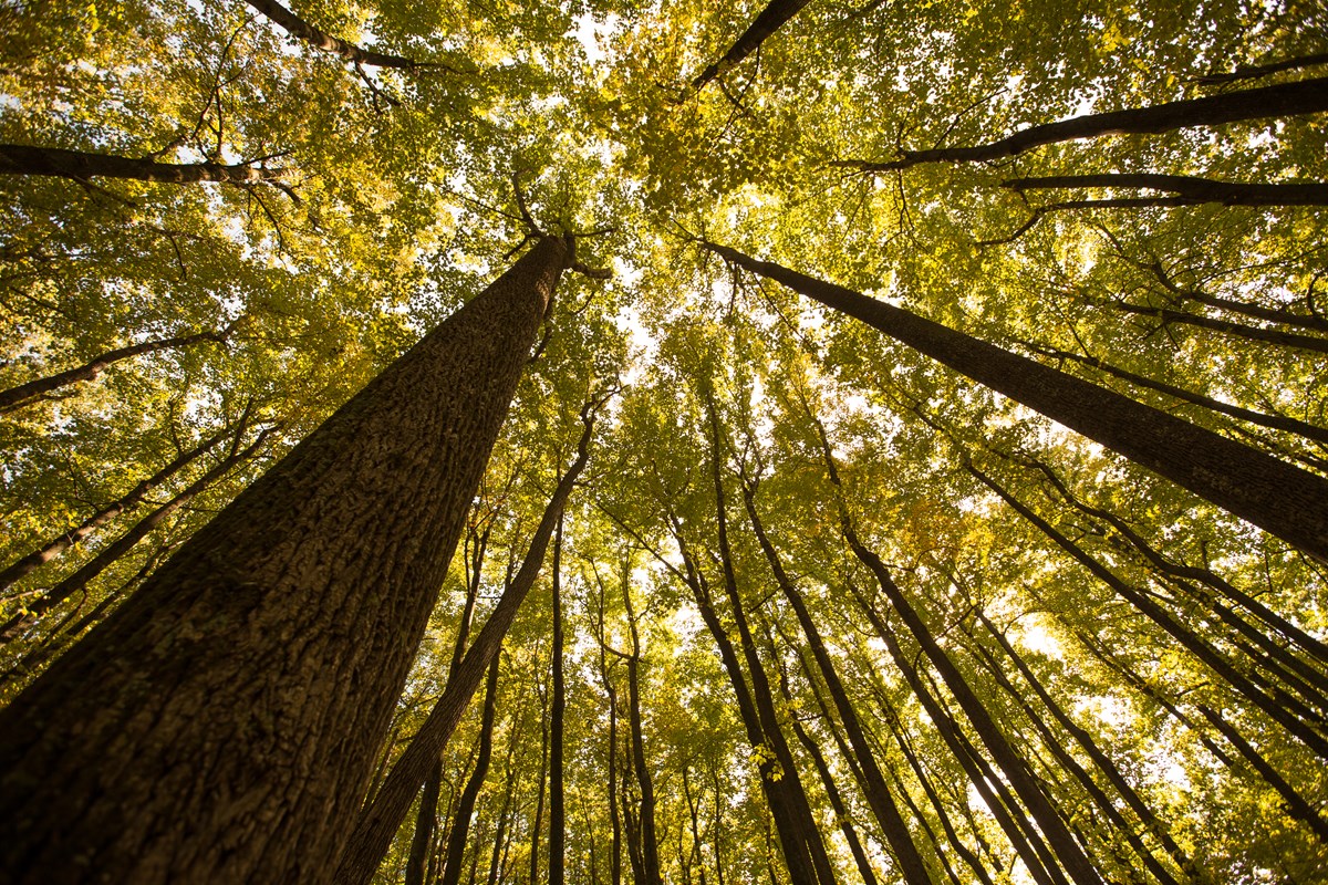 Looking up at a poplar stand canopy, which is turning yellow in fall. 