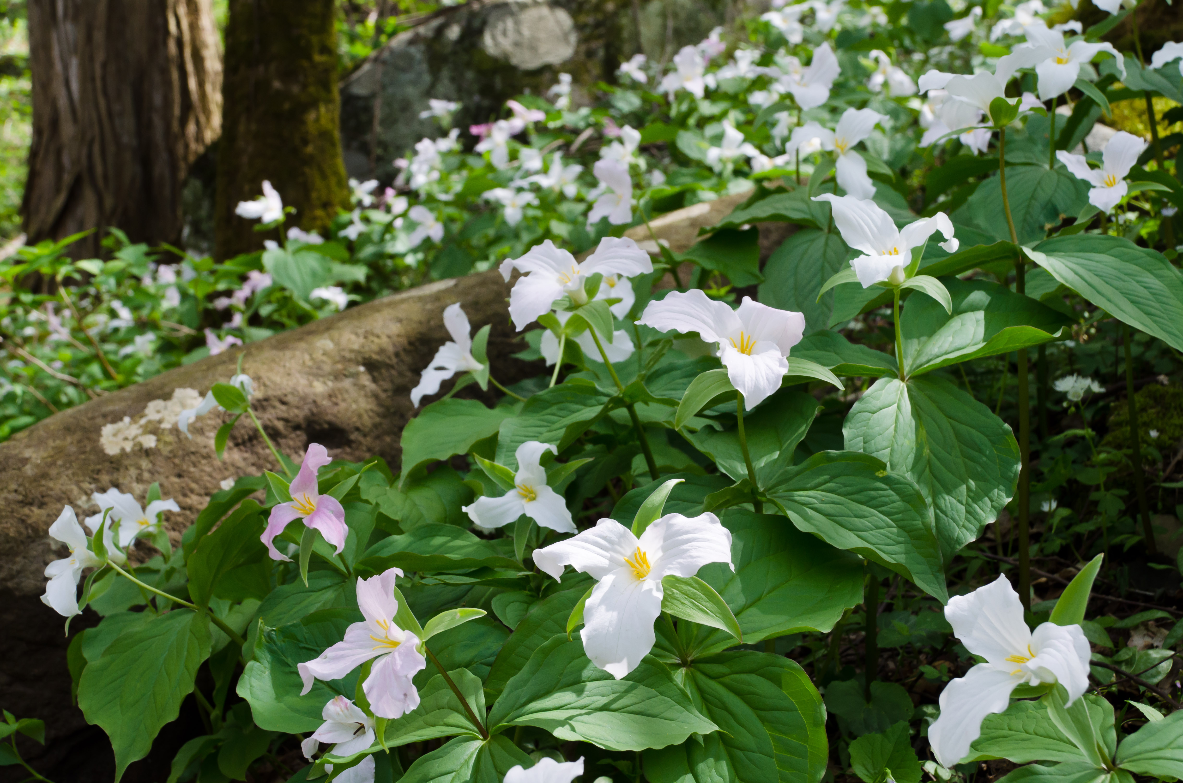 A hillside in the forest covered with white trillium flowers