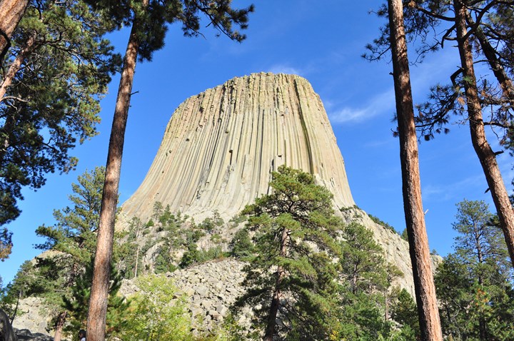 Devils Tower rising above pine trunks under a deep blue sky