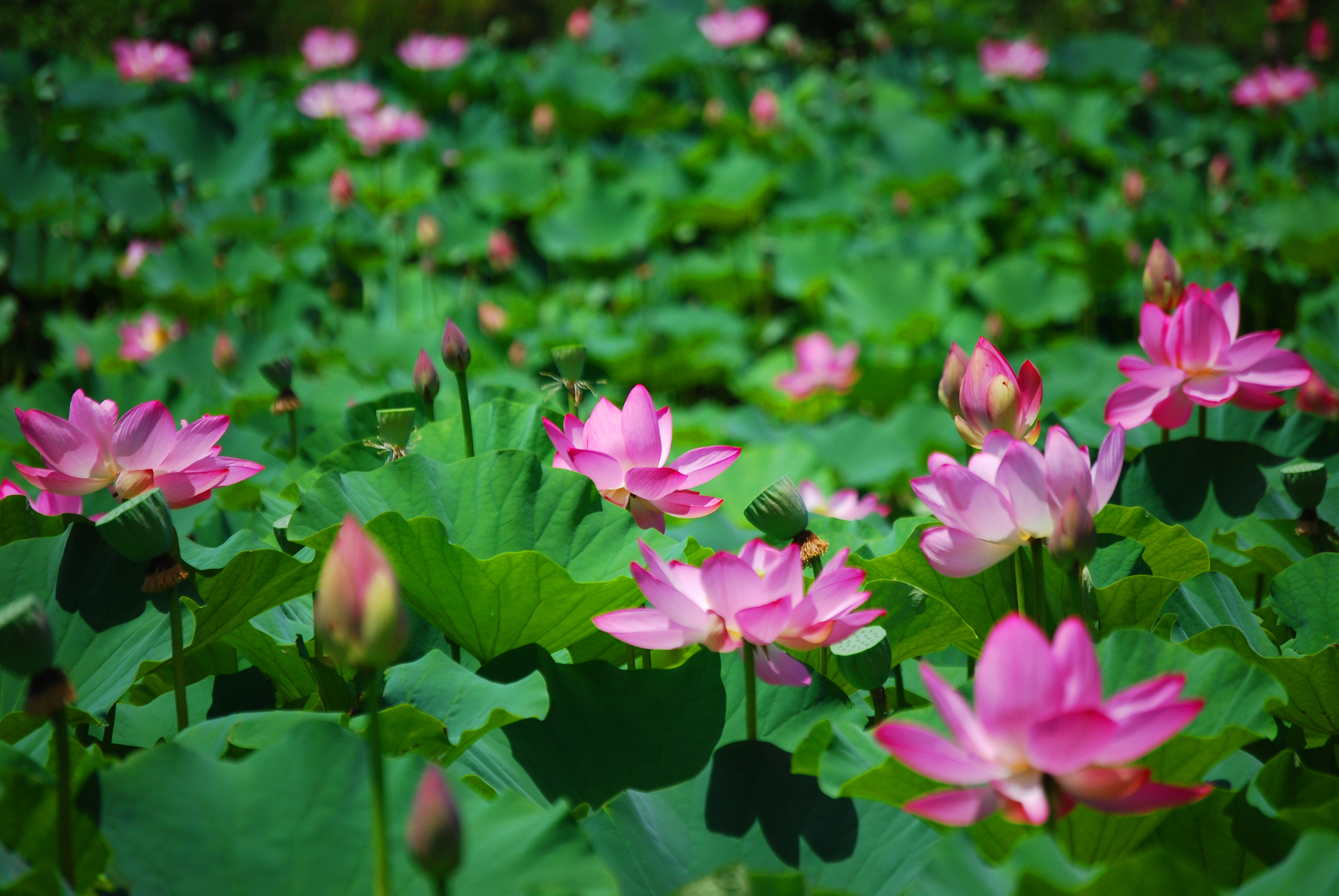 Pink lotus flower blooms in a pond.