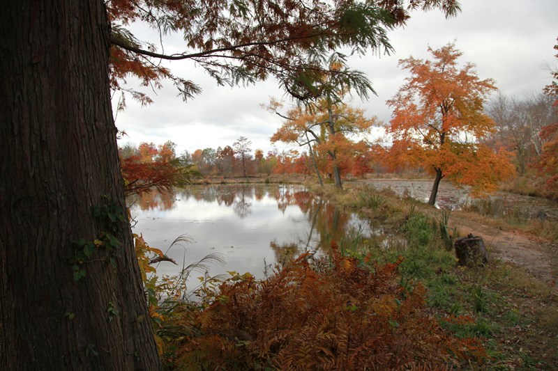 Fall Colors Aquatic ponds during the fall with trees displaying orange and yellow colors.