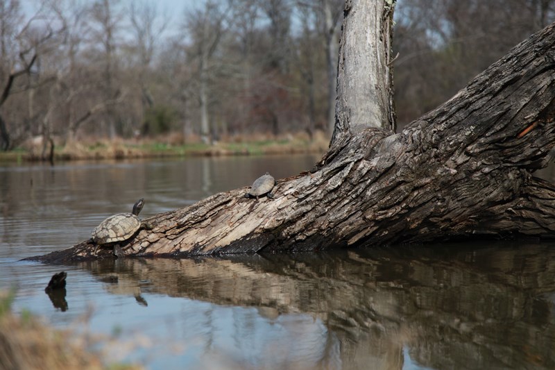 Hanging around Turtles basking in the sun.