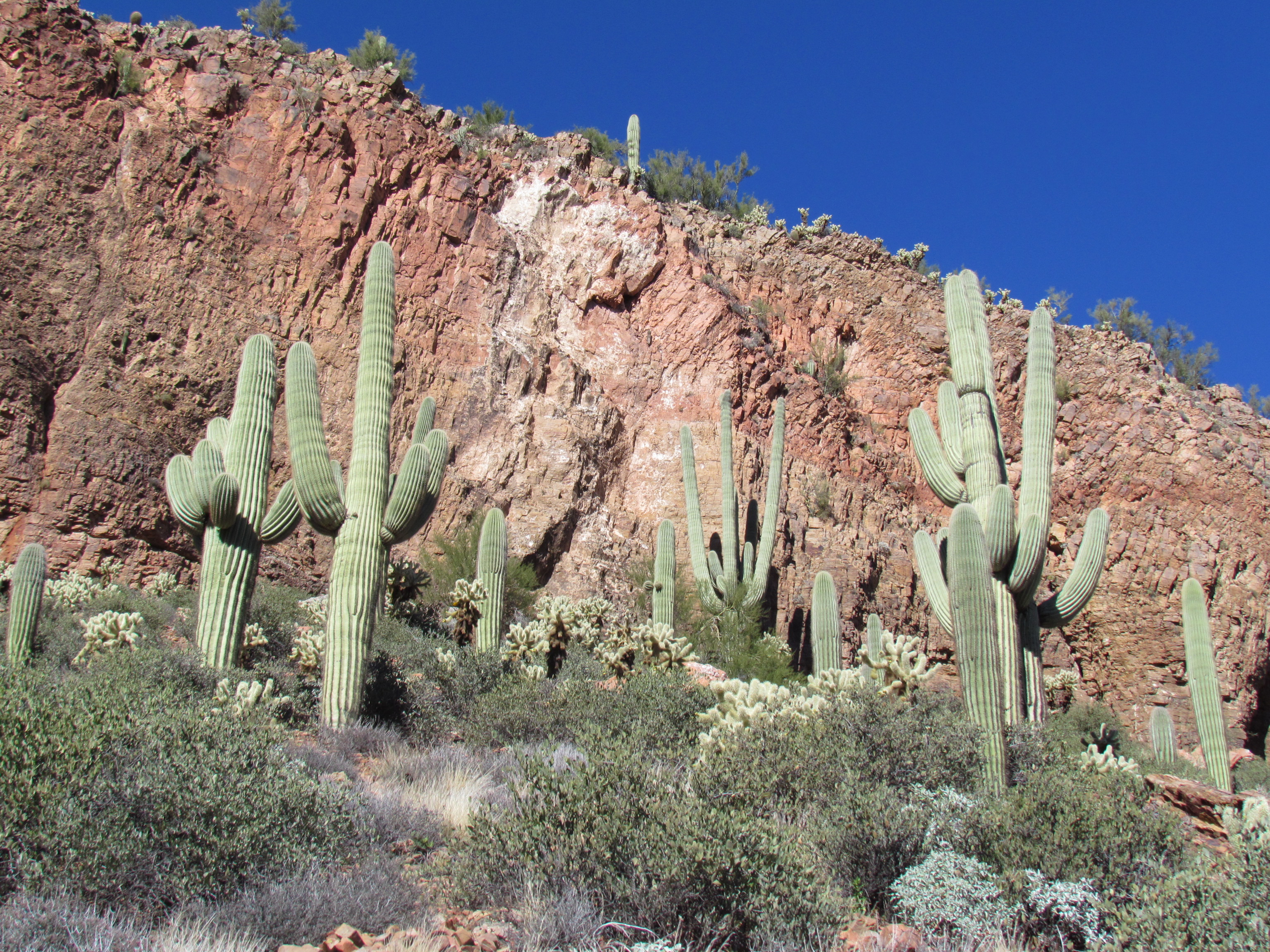 Hillside with Saguaro Cactus