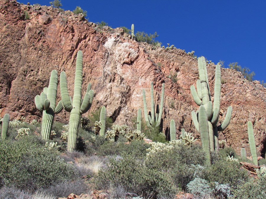 Hillside with Saguaro Cactus
