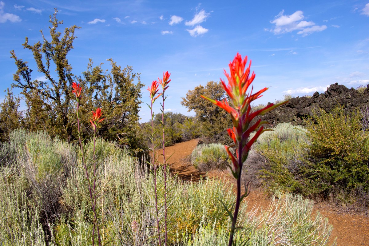 Paintbrush along park trail 