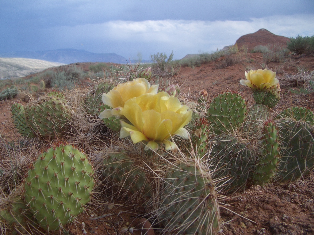 spring cactus with yellow flowers