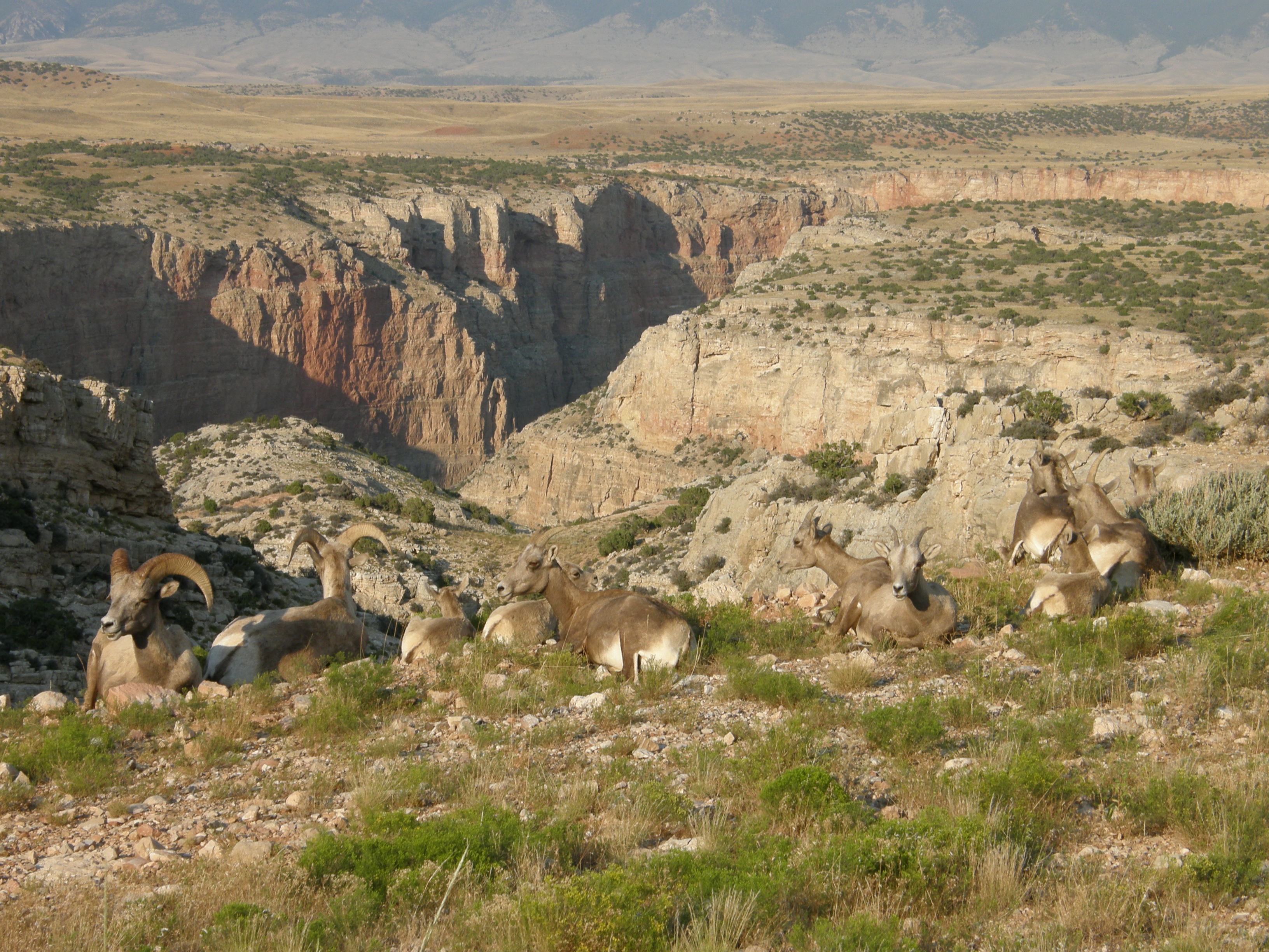 Bighorn Sheep Overlooking the Canyon