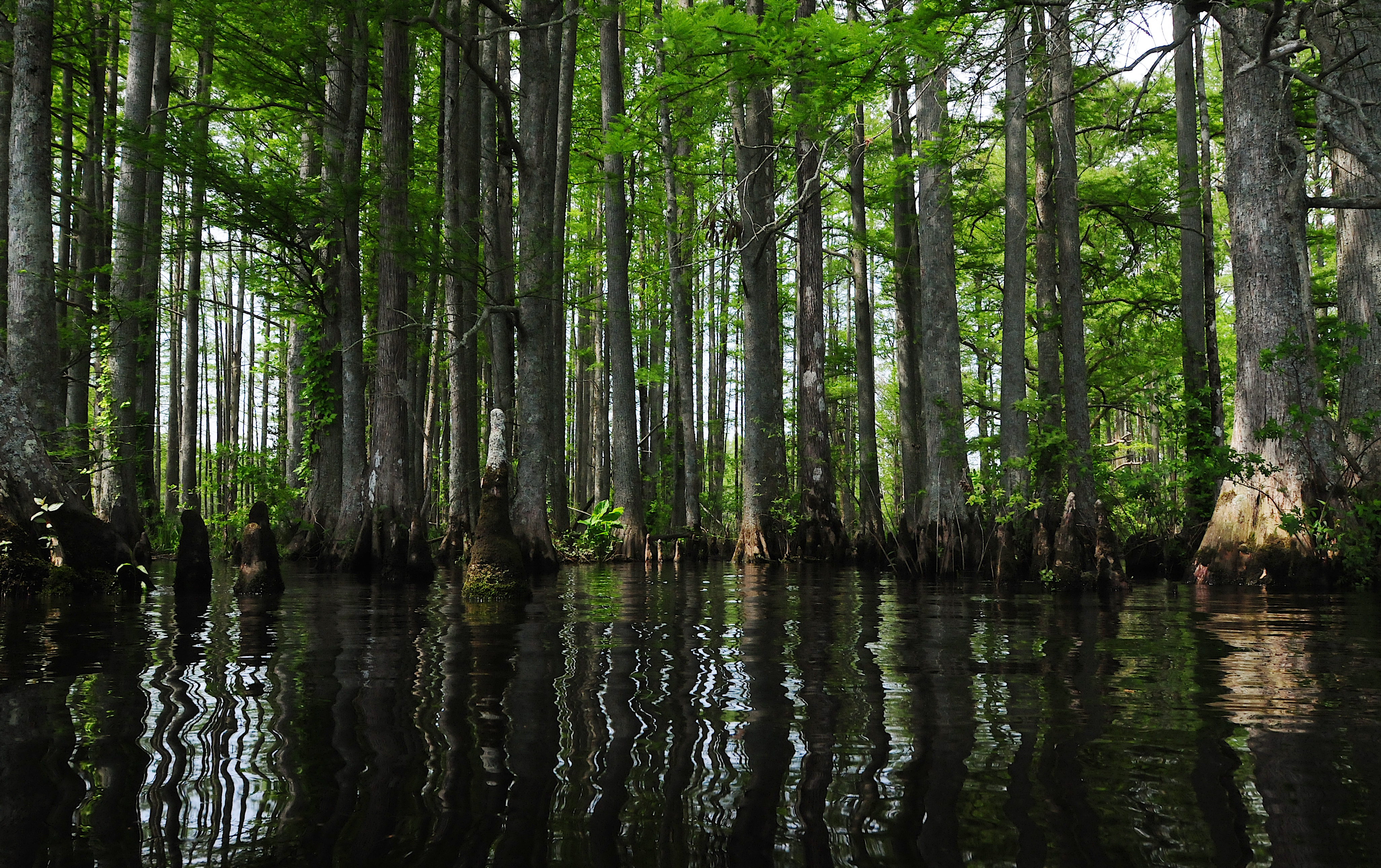 Many baldcypress trees standing in the Chickahominy River