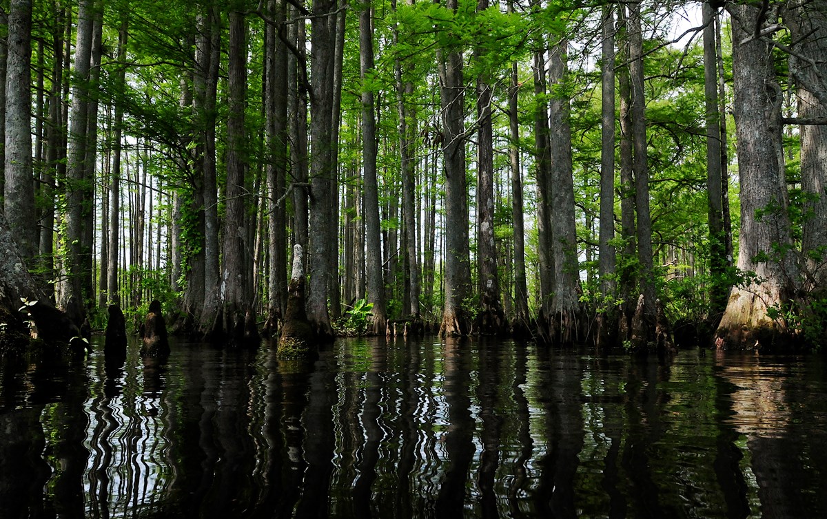 Many baldcypress trees standing in the Chickahominy River