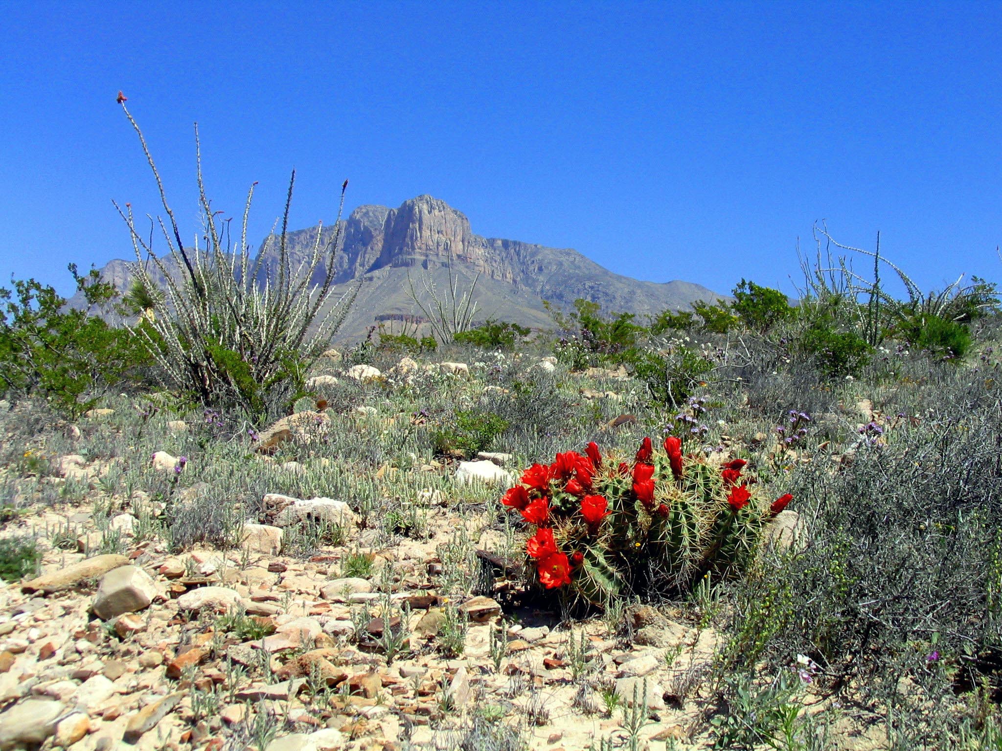 El Capitan with blooming claret cup cacti