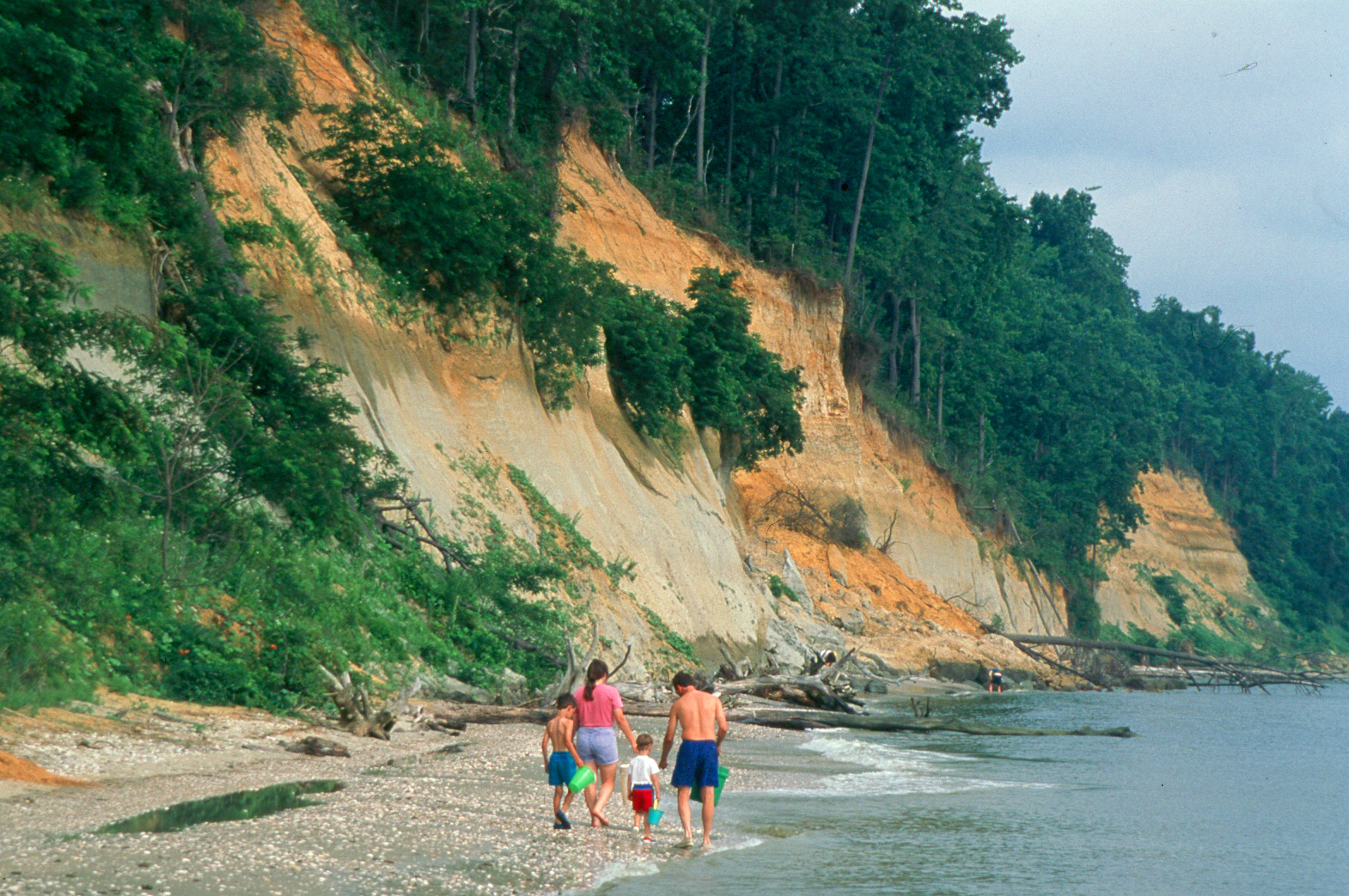 A family walks along the beach searching for fossils at Calvert Cliffs.