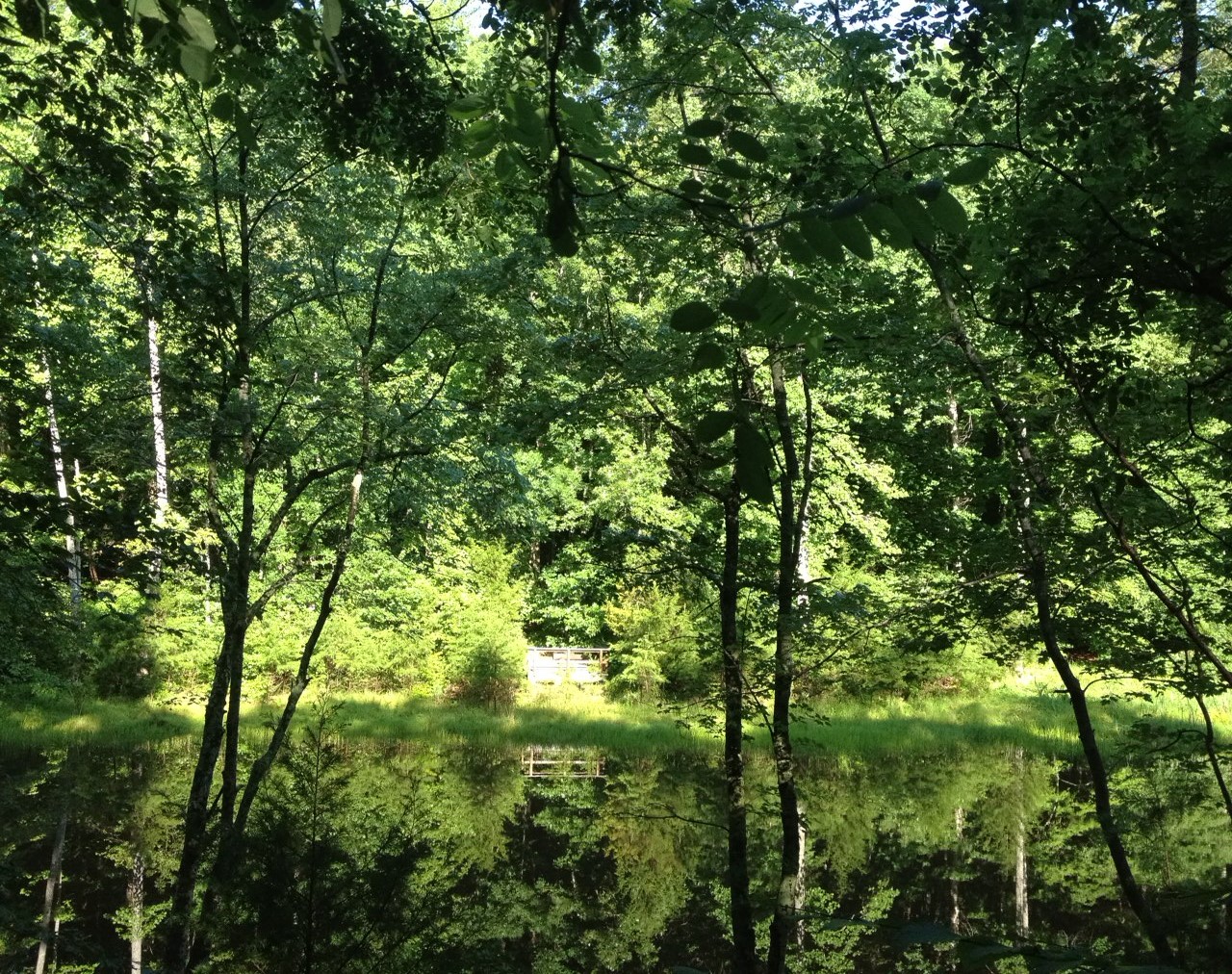 Carter Pond on a sunny day in summer