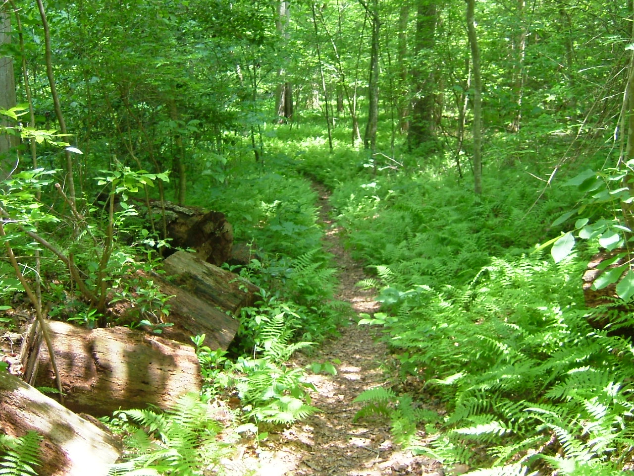 Farms to Forest Trail surrounded by ferns
