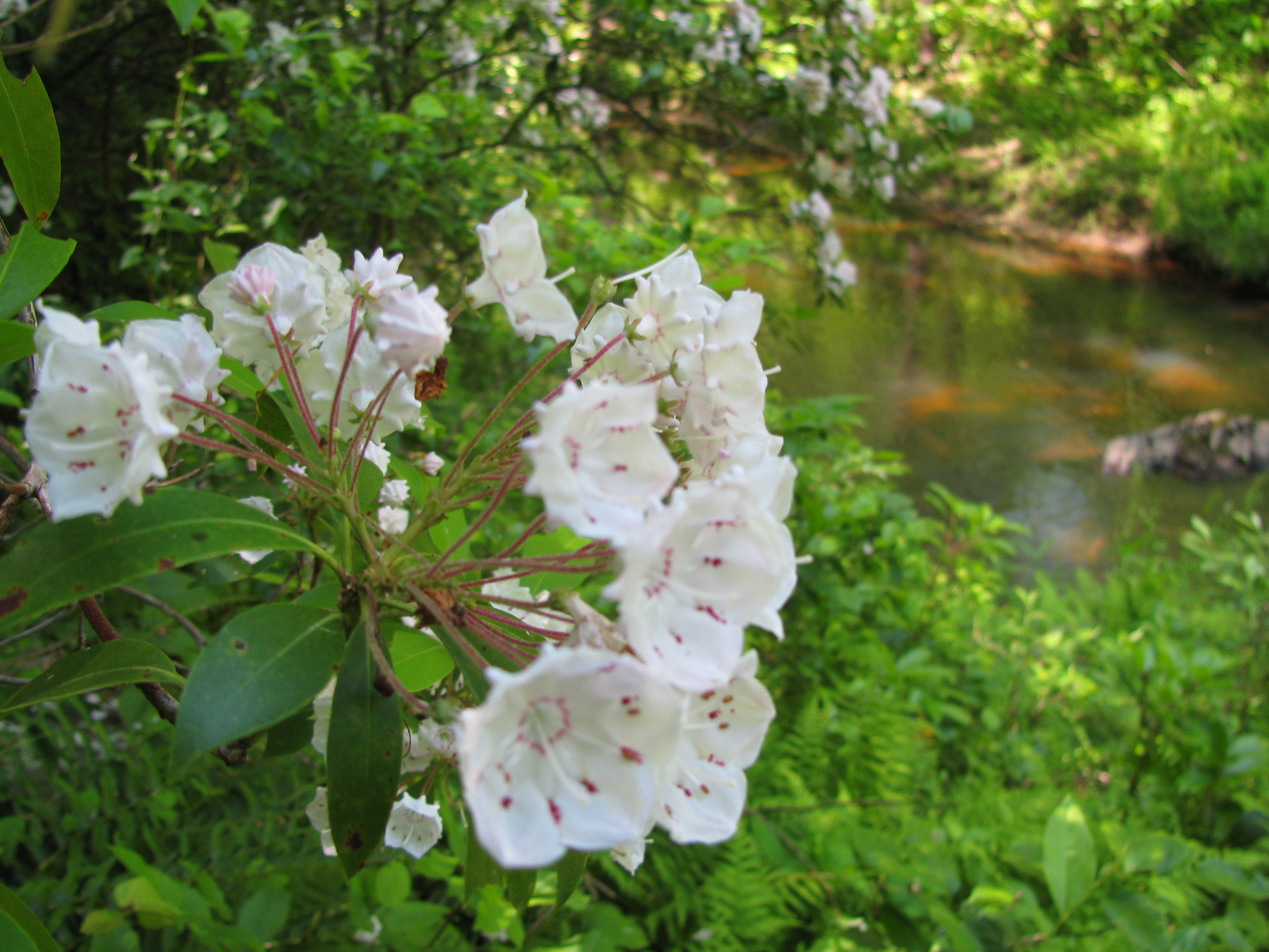 Mountain Laurel blooming near Parking Lot I.