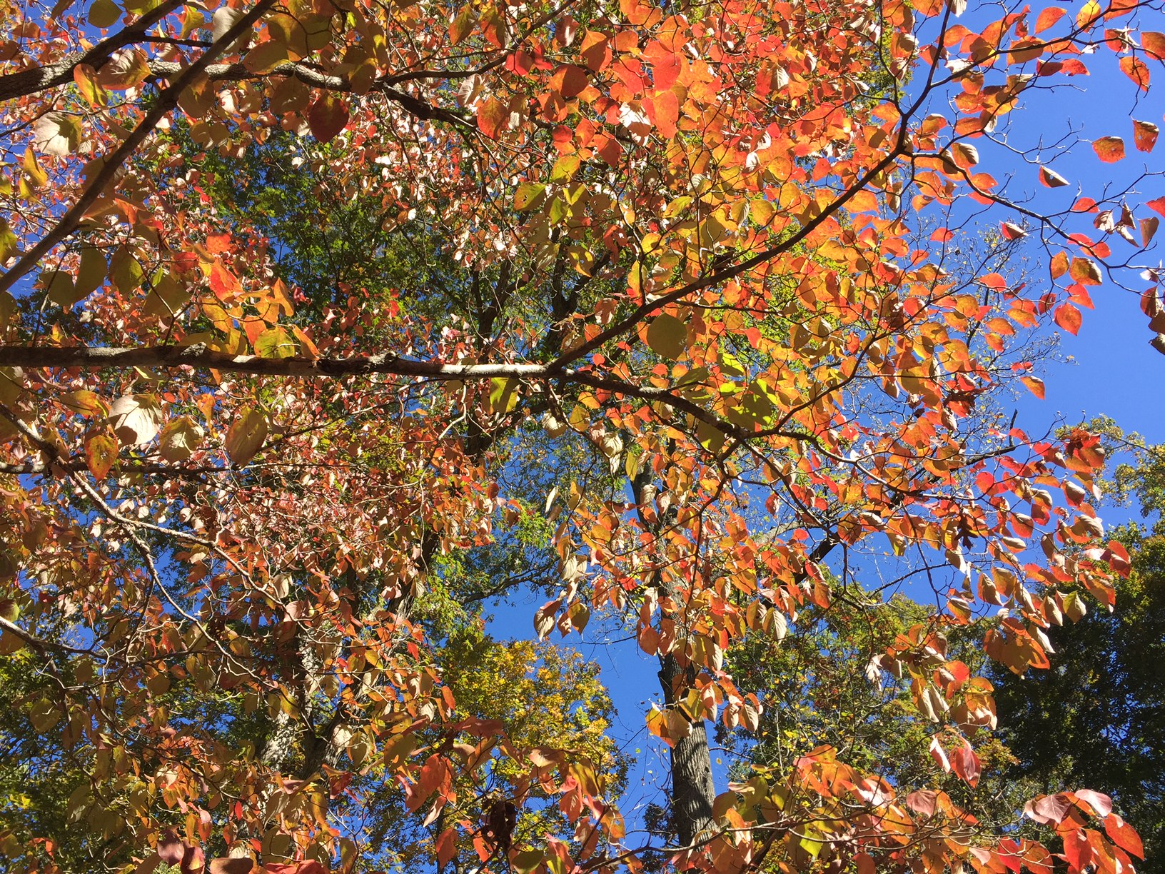 A tree with orange leaves against the blue sky
