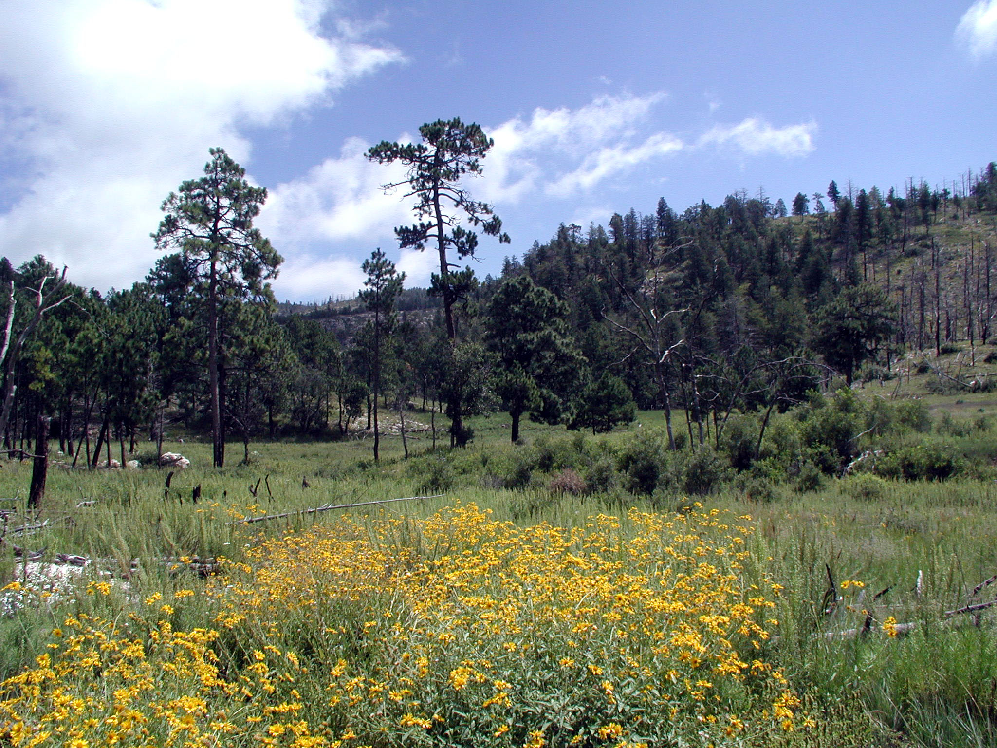 wildflowers blossom along The Bowl trail