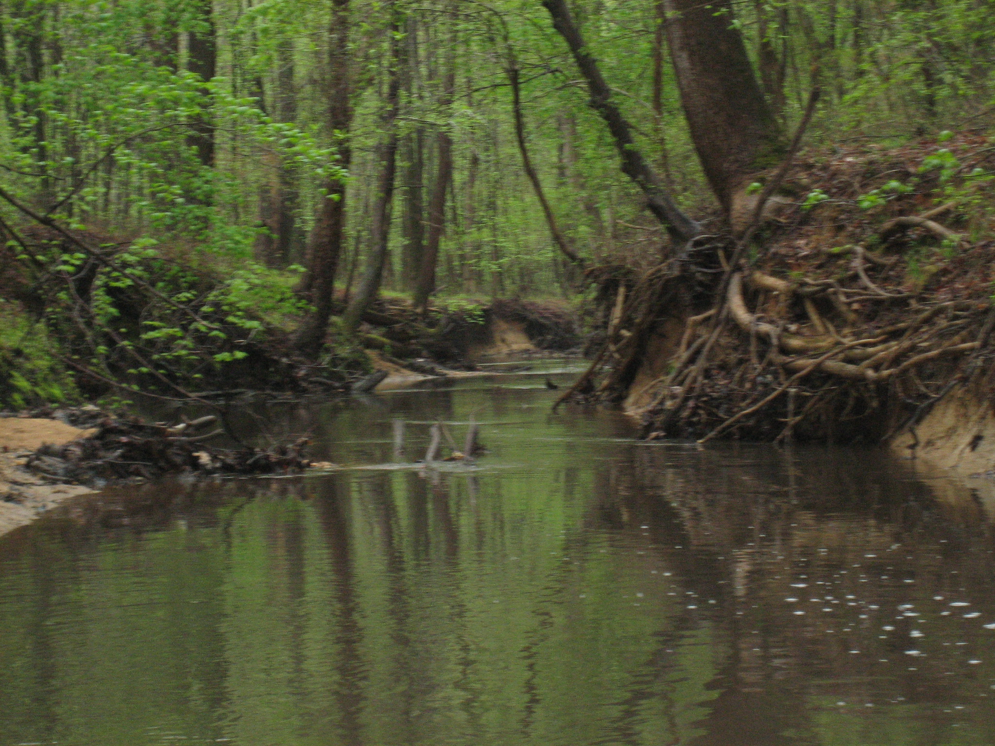 Image of Still Creek running through the trees at Greenbelt Park.