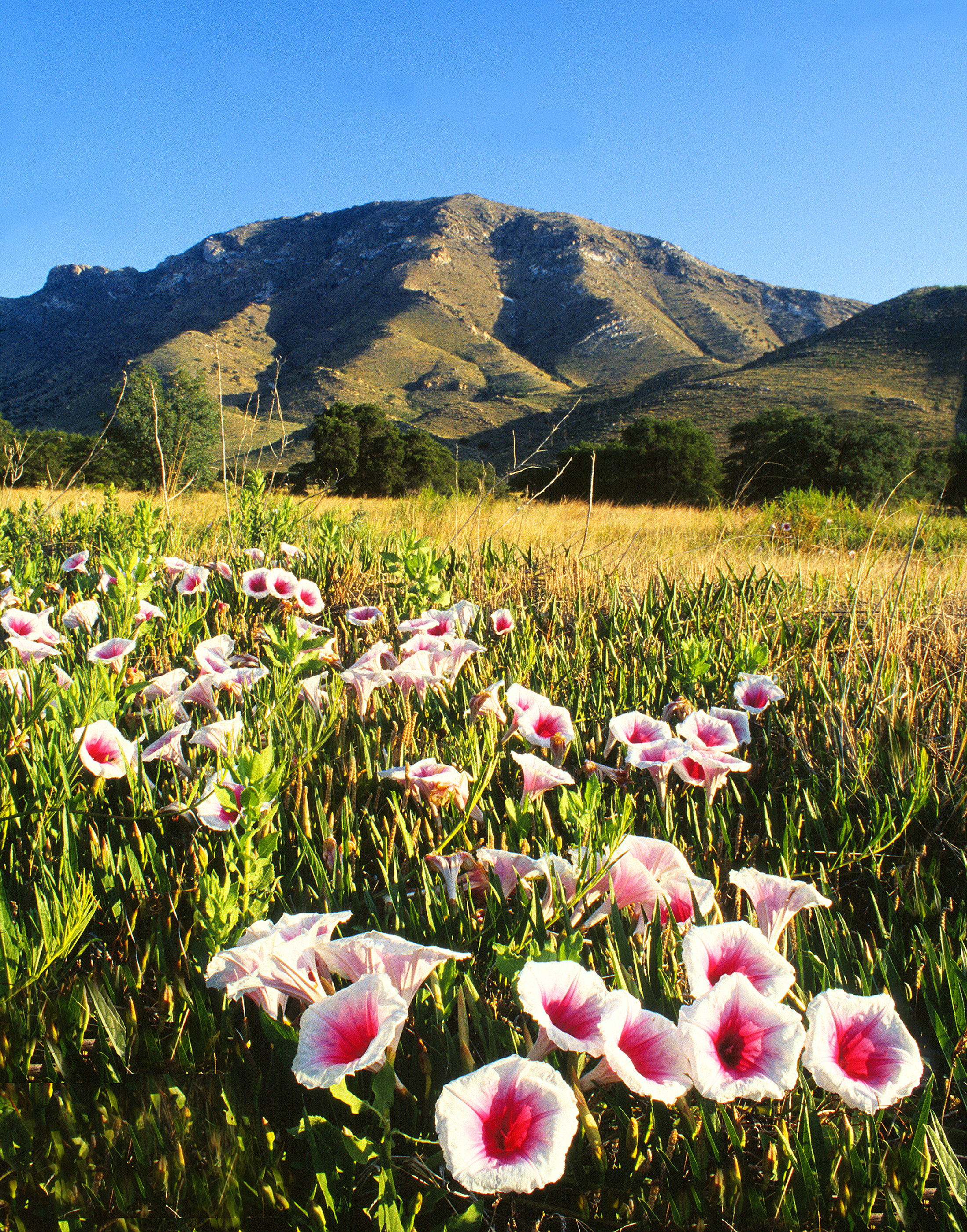 Pink morning glories with mountain and grasslands