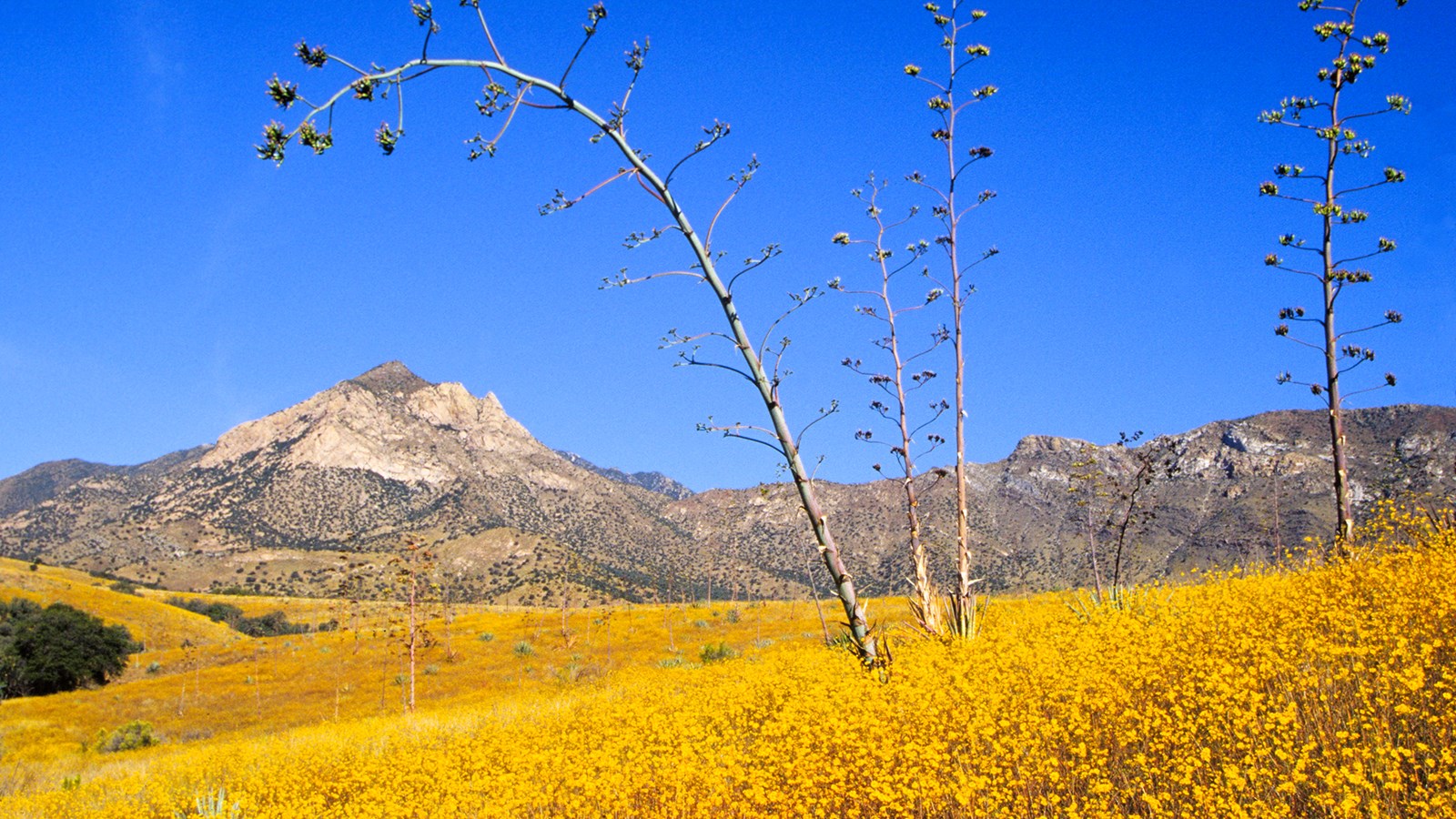 Coronado National Memorial Visitor Center photo from the official site