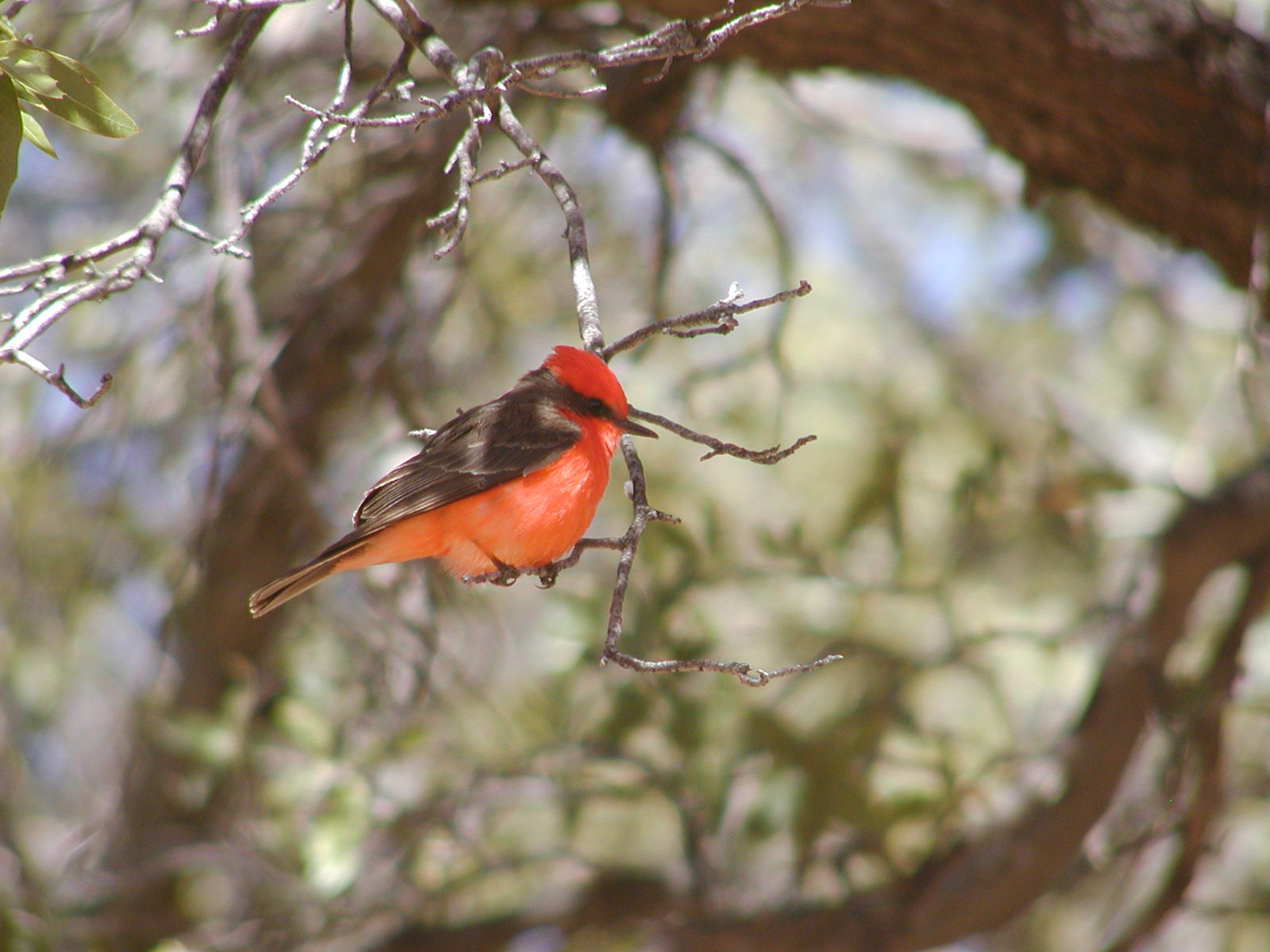 A brilliant red bird in a tree